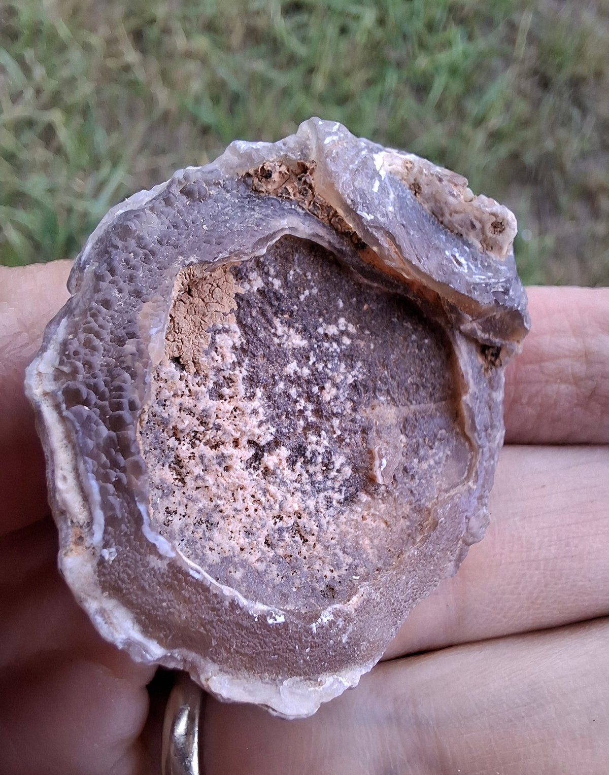Chalcedony Oyster, Fossil (Ref: FO4)