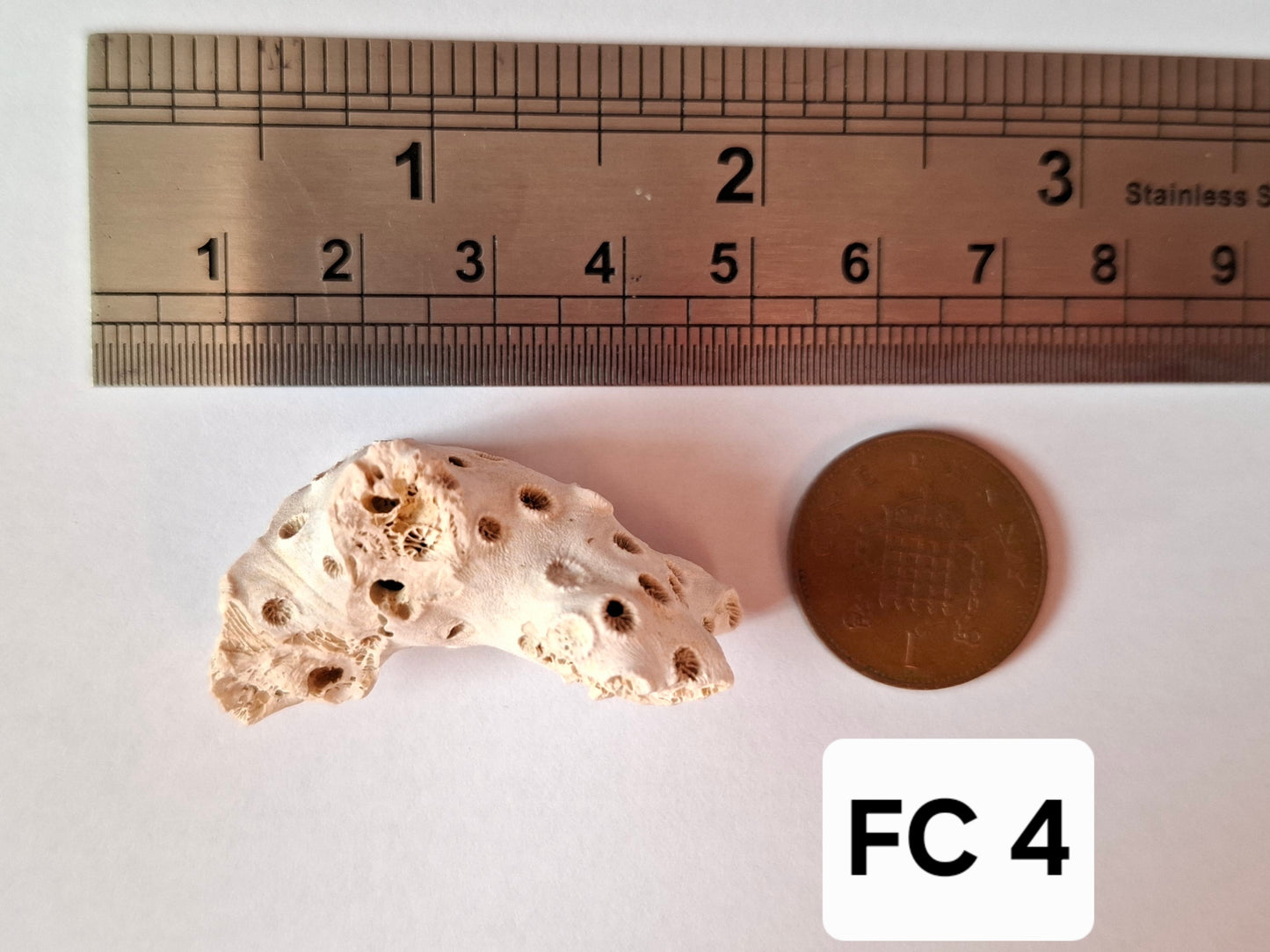 Fossil Coral, (Ref: FC4)