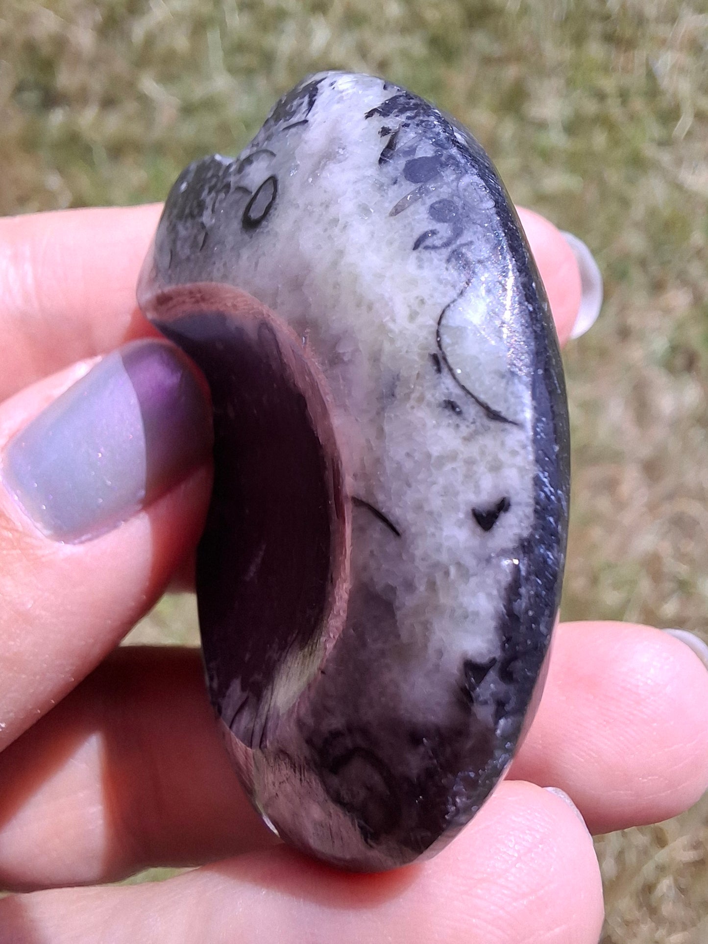 Goniatite, Fossil (Ref: GA4)
