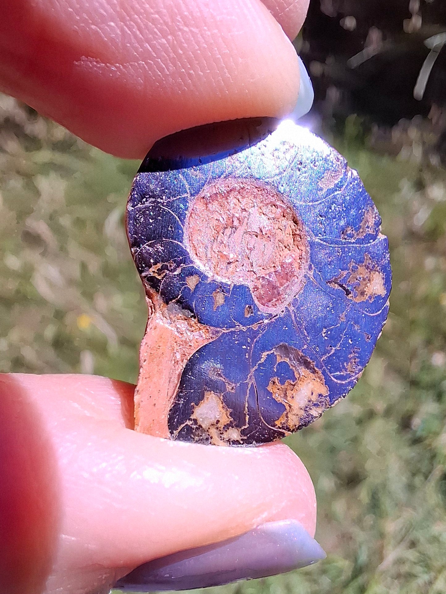 Small Haematite Ammonite HALF, (2.91g), Fossil (Ref: MA1)