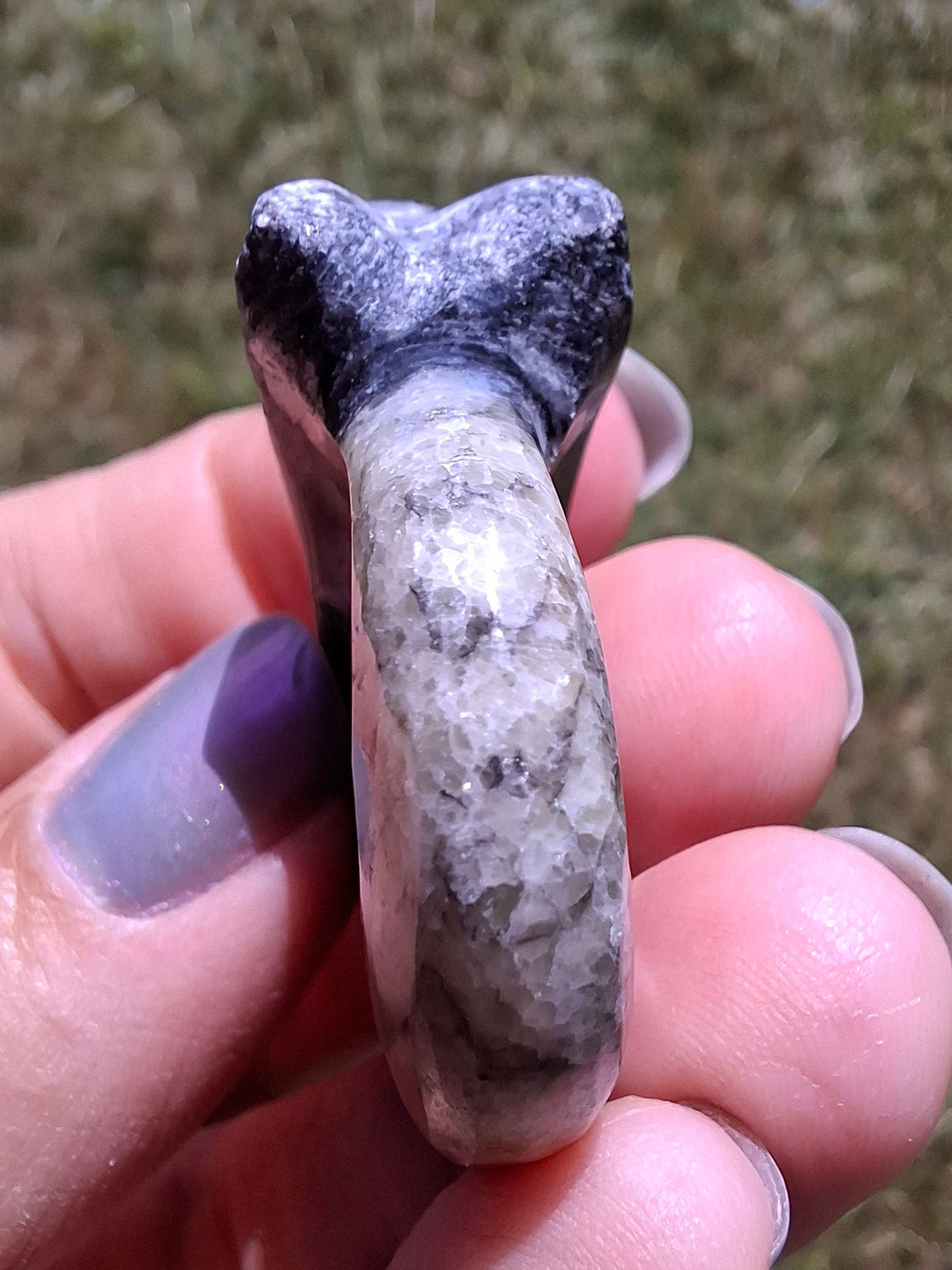 Goniatite, Fossil (Ref: GA3)