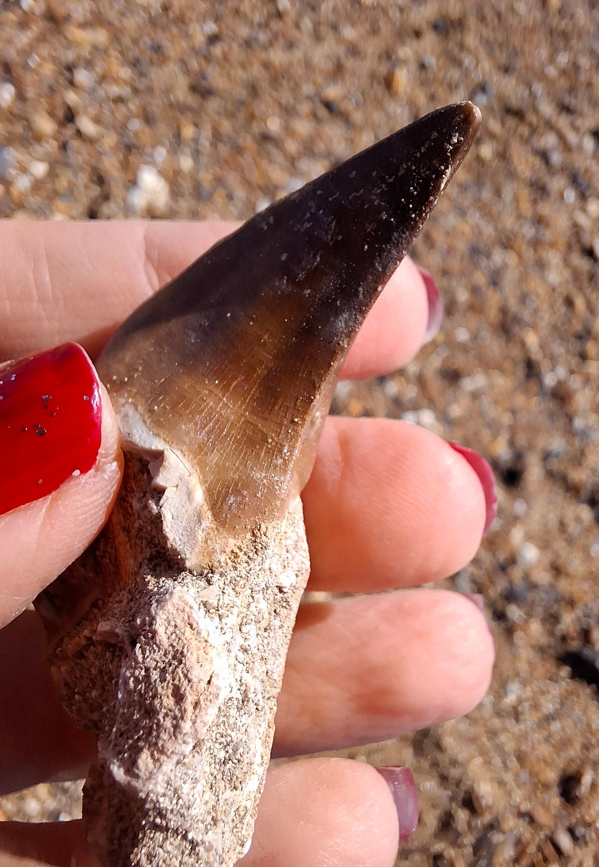 Mosasaurus Tooth with matrix, Fossil, (Ref: MTM1)