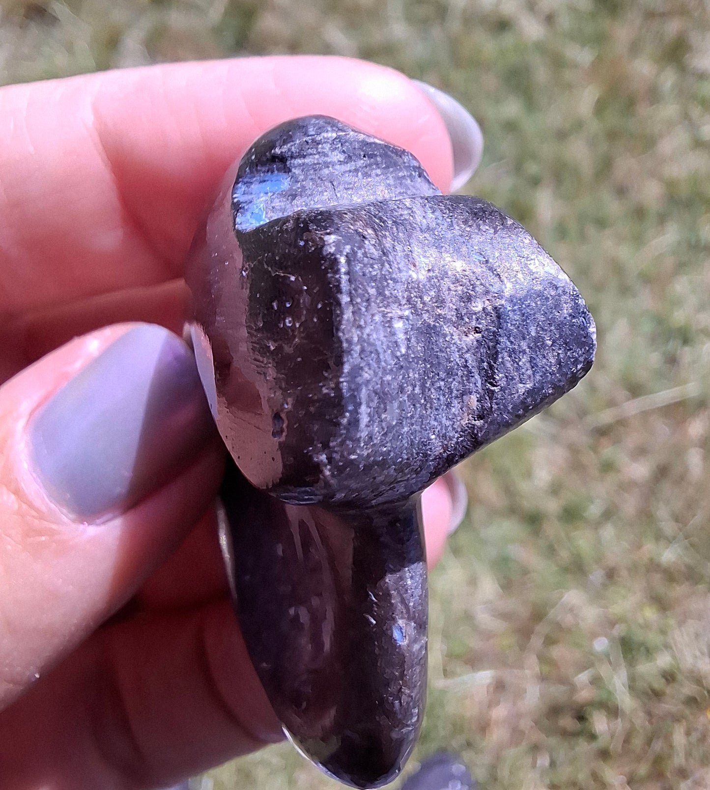 Goniatite, Fossil (Ref: GA8)