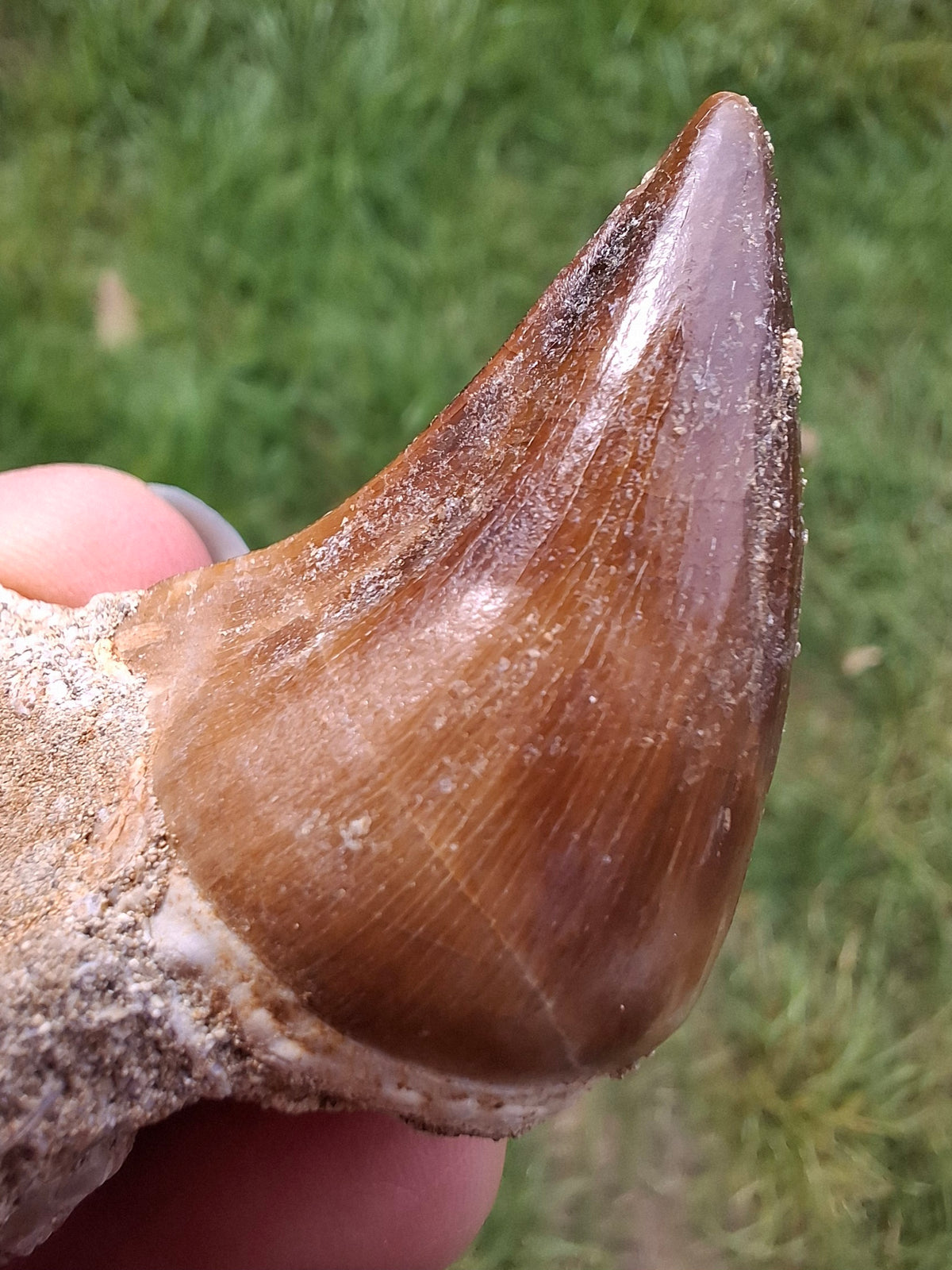 Mosasaurus Tooth with matrix, Fossil, (Ref: MTM1)