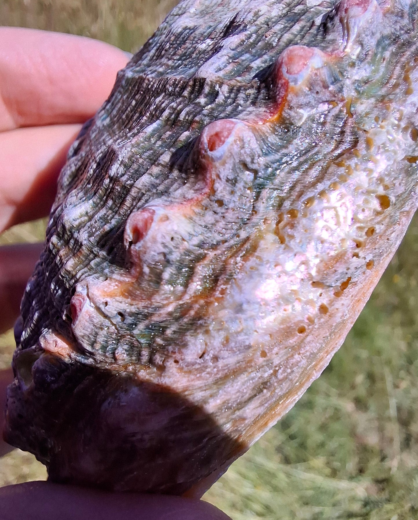 Abalone Shell, (Ref: SH1)