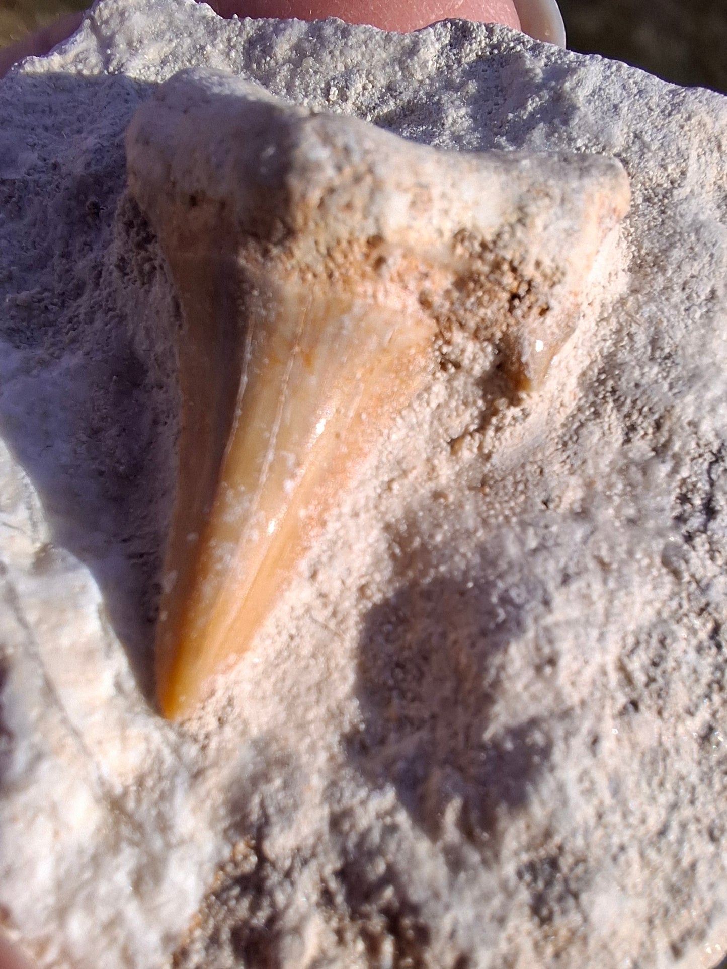 Otodus Shark Tooth in Rock, Fossil (Ref: OT2)