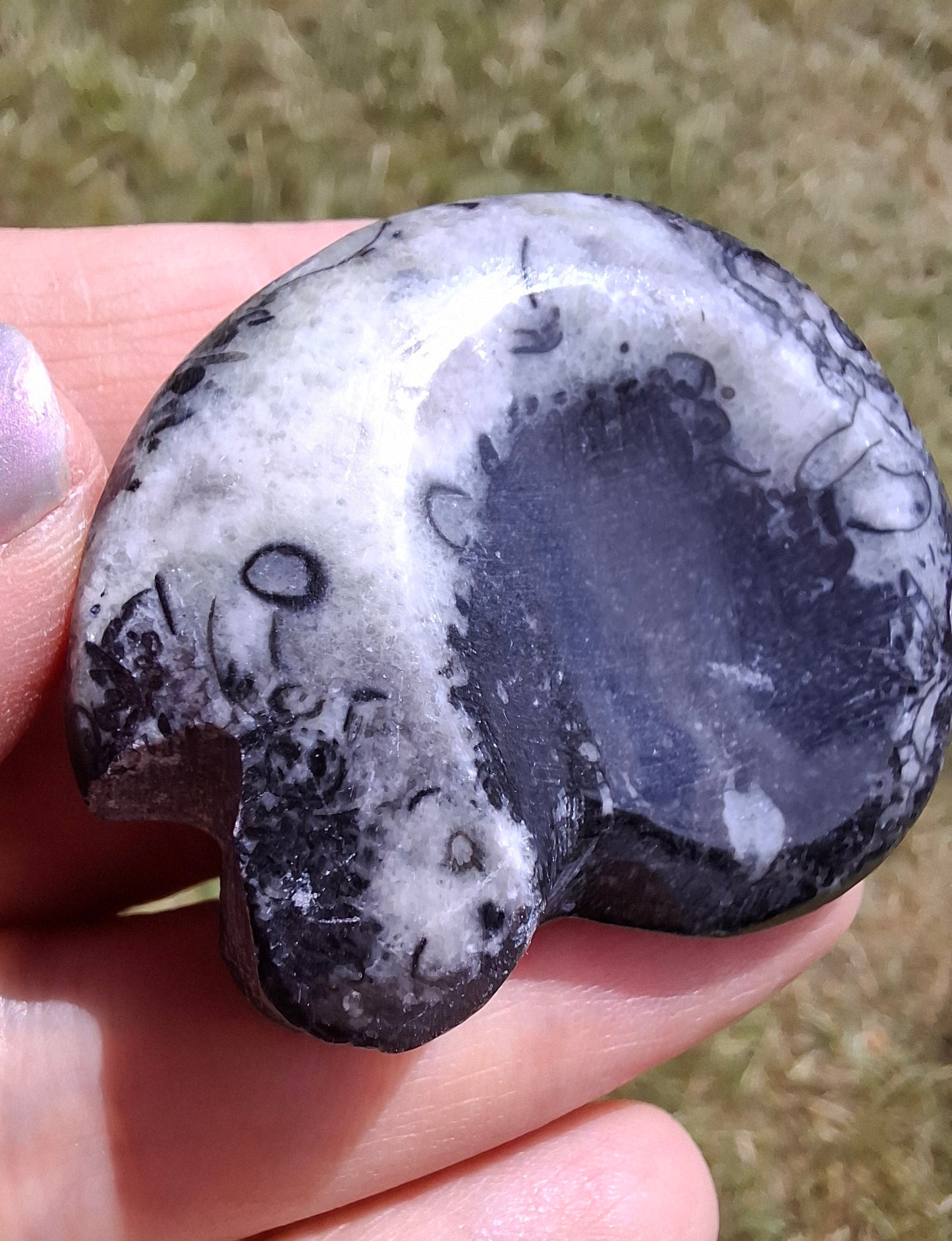 Goniatite, Fossil (Ref: GA4)