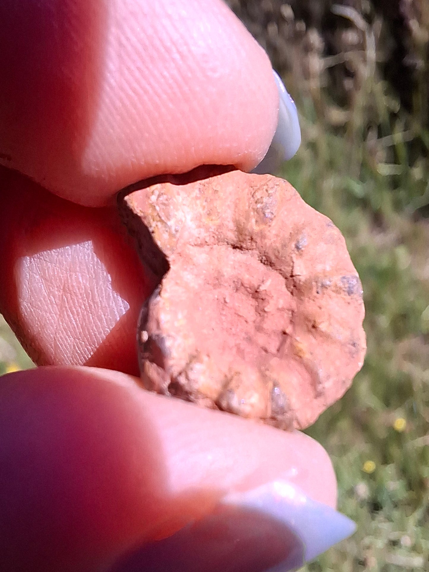 Small Haematite Ammonite HALF, 1.41g, Fossil (Ref: MA6)