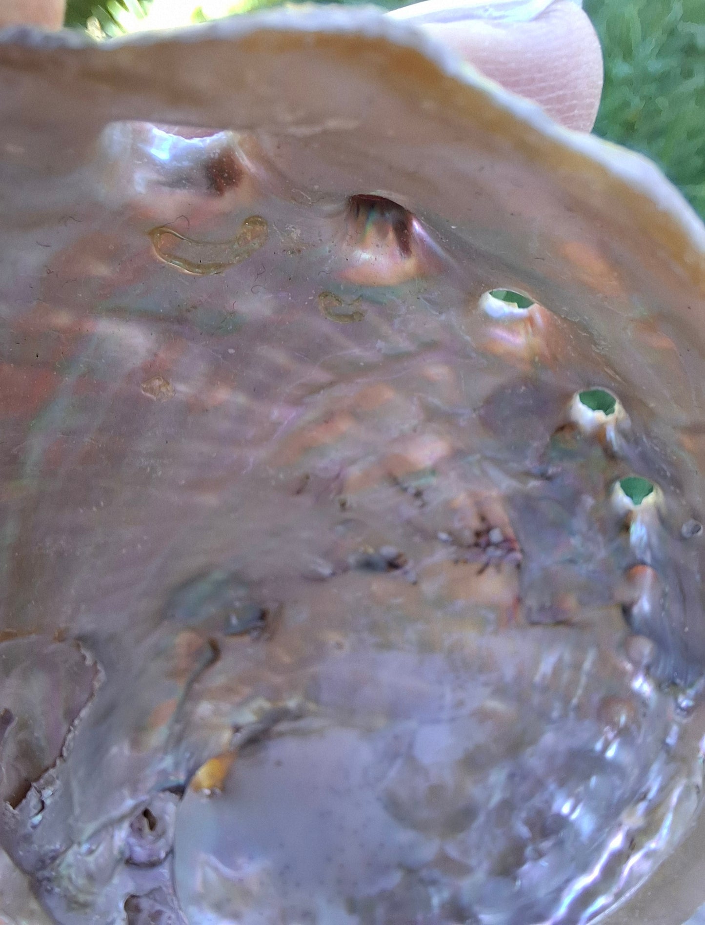 Abalone Shell, (Ref: SH1)