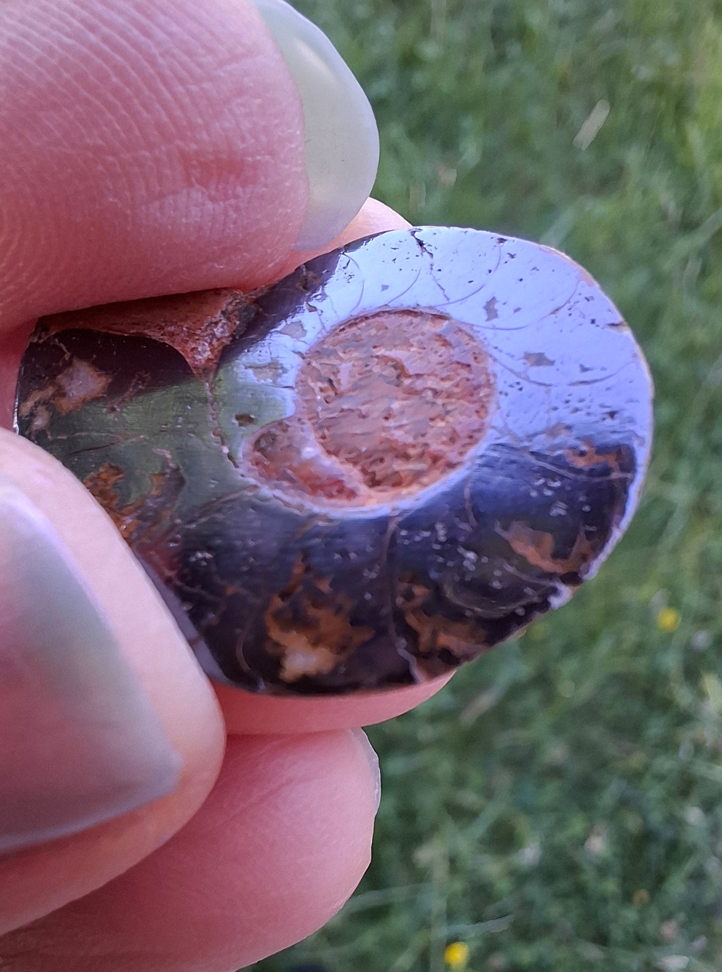 Small Haematite Ammonite HALF, (2.91g), Fossil (Ref: MA1)