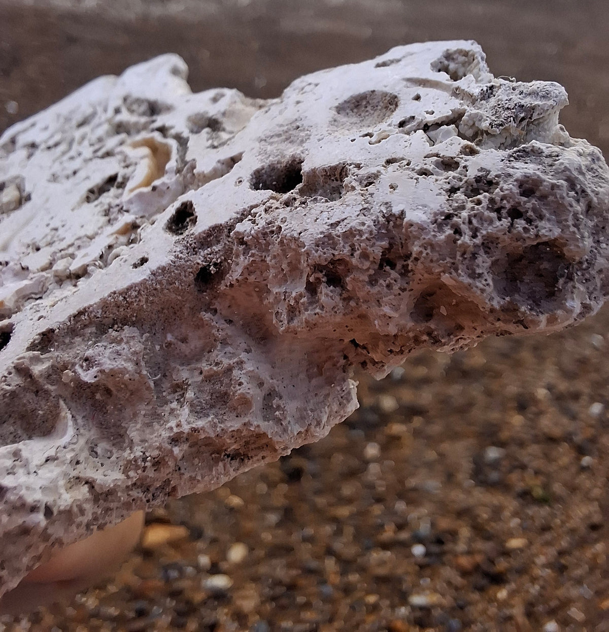 Fossilised Coral replaced by Chalcedony/Agate, Fossil (Ref: FCA1)