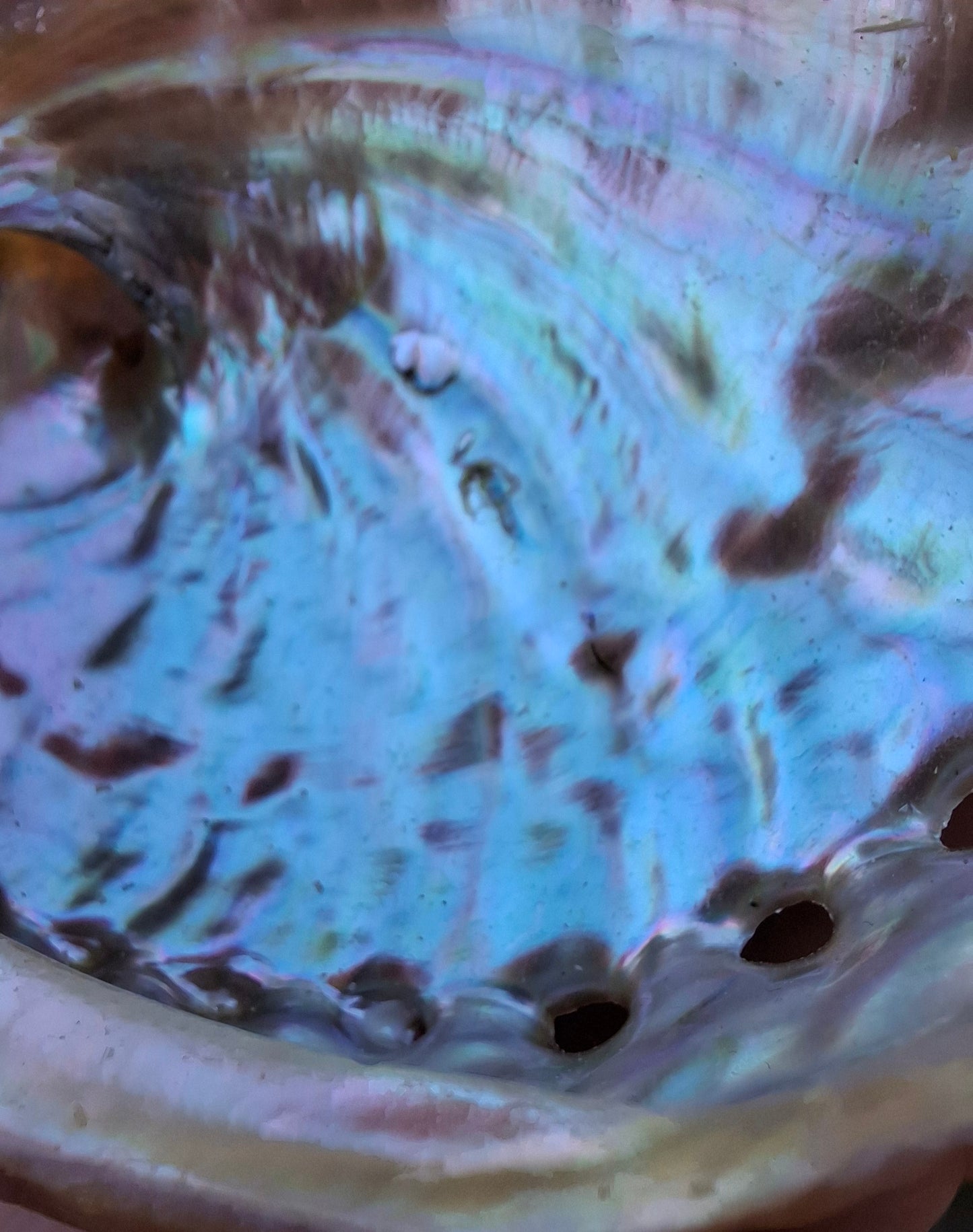 Abalone Shell, (Ref: SH3)