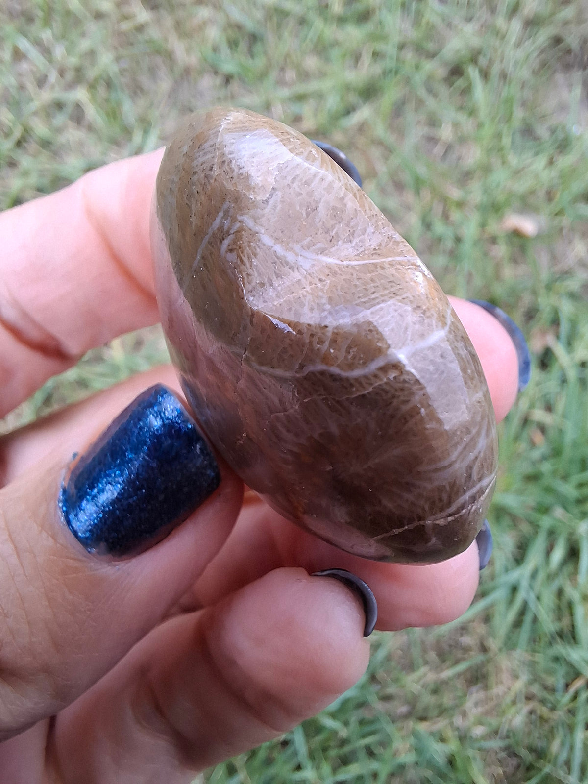 Fossil Coral Heart, (Ref:CoH1)