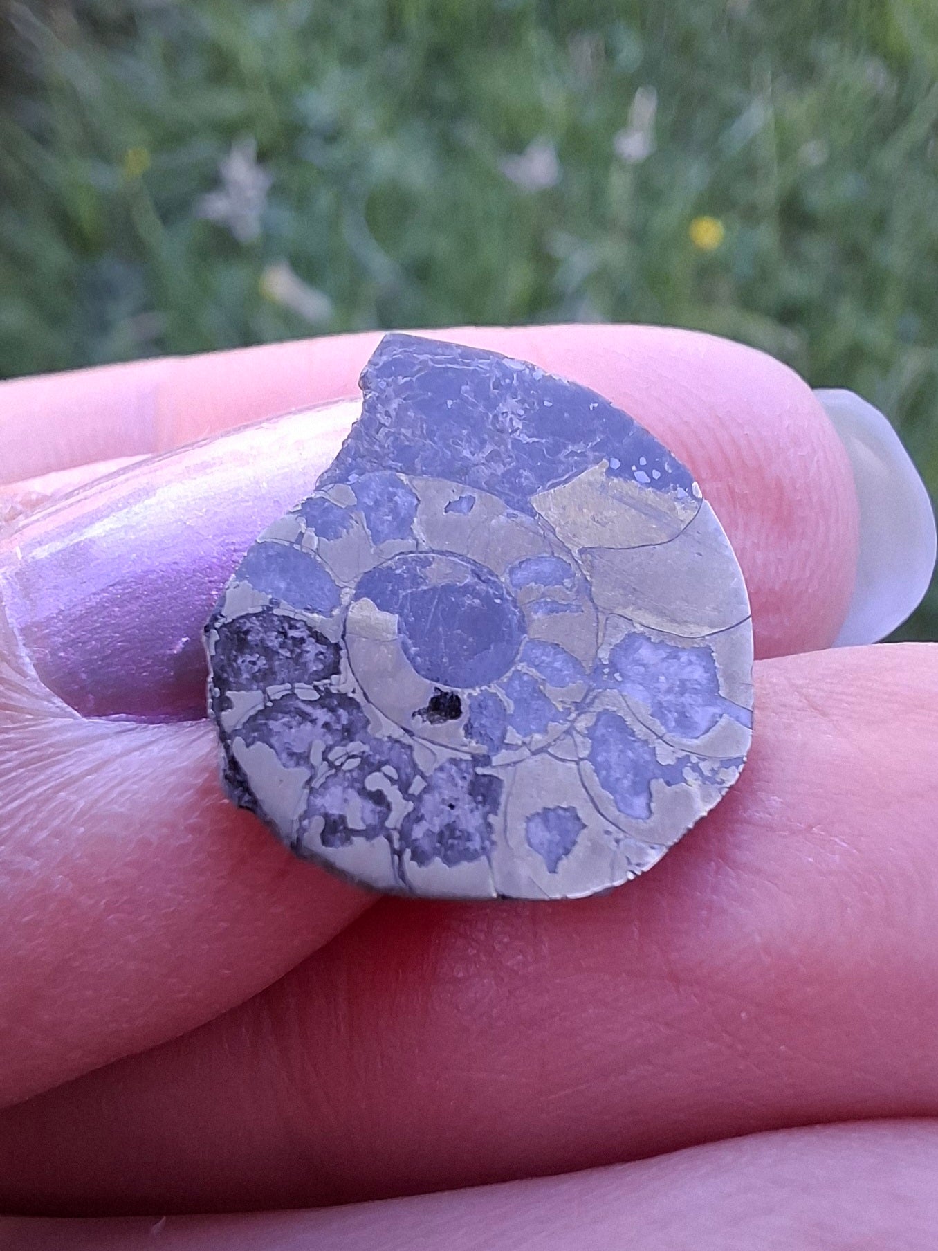 Small Haematite Ammonite HALF, 1.10g, Fossil (Ref: MA9)