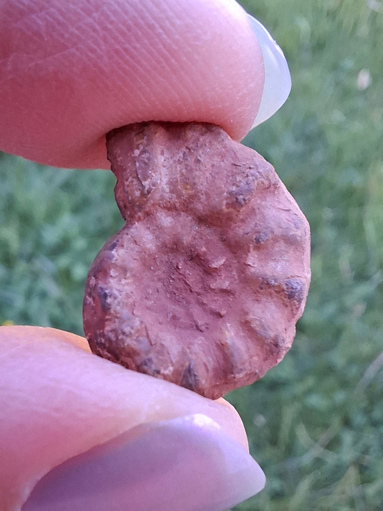 Small Haematite Ammonite HALF, 1.41g, Fossil (Ref: MA6)