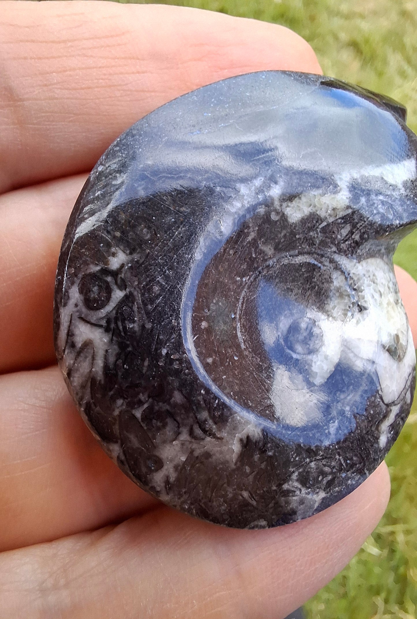 Goniatite, Fossil (Ref: GA5)
