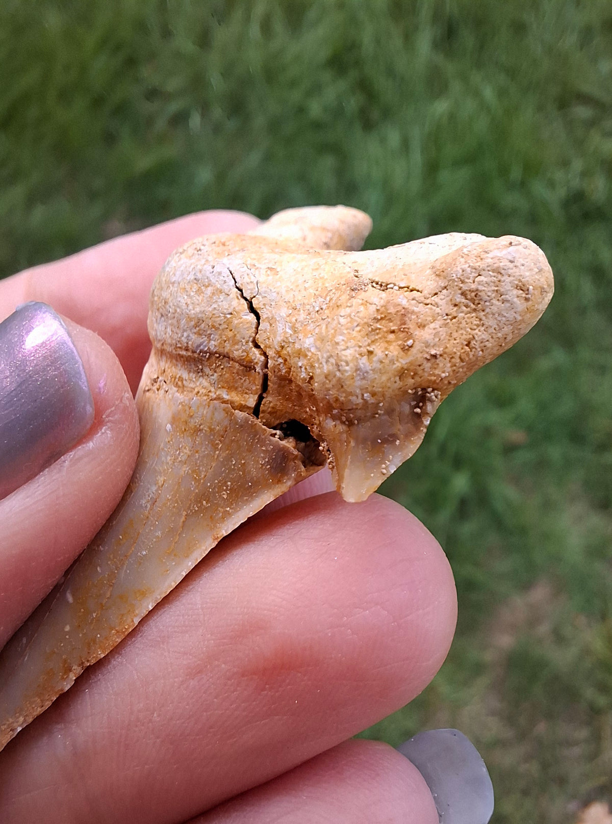 Otodus Shark Tooth, Fossil (Ref: OT6)