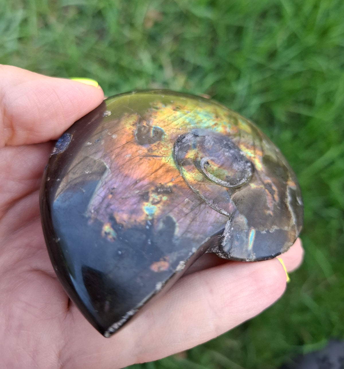 Labradorite Ammonite Carving, 160.21g, Crystal (Ref: laba4)