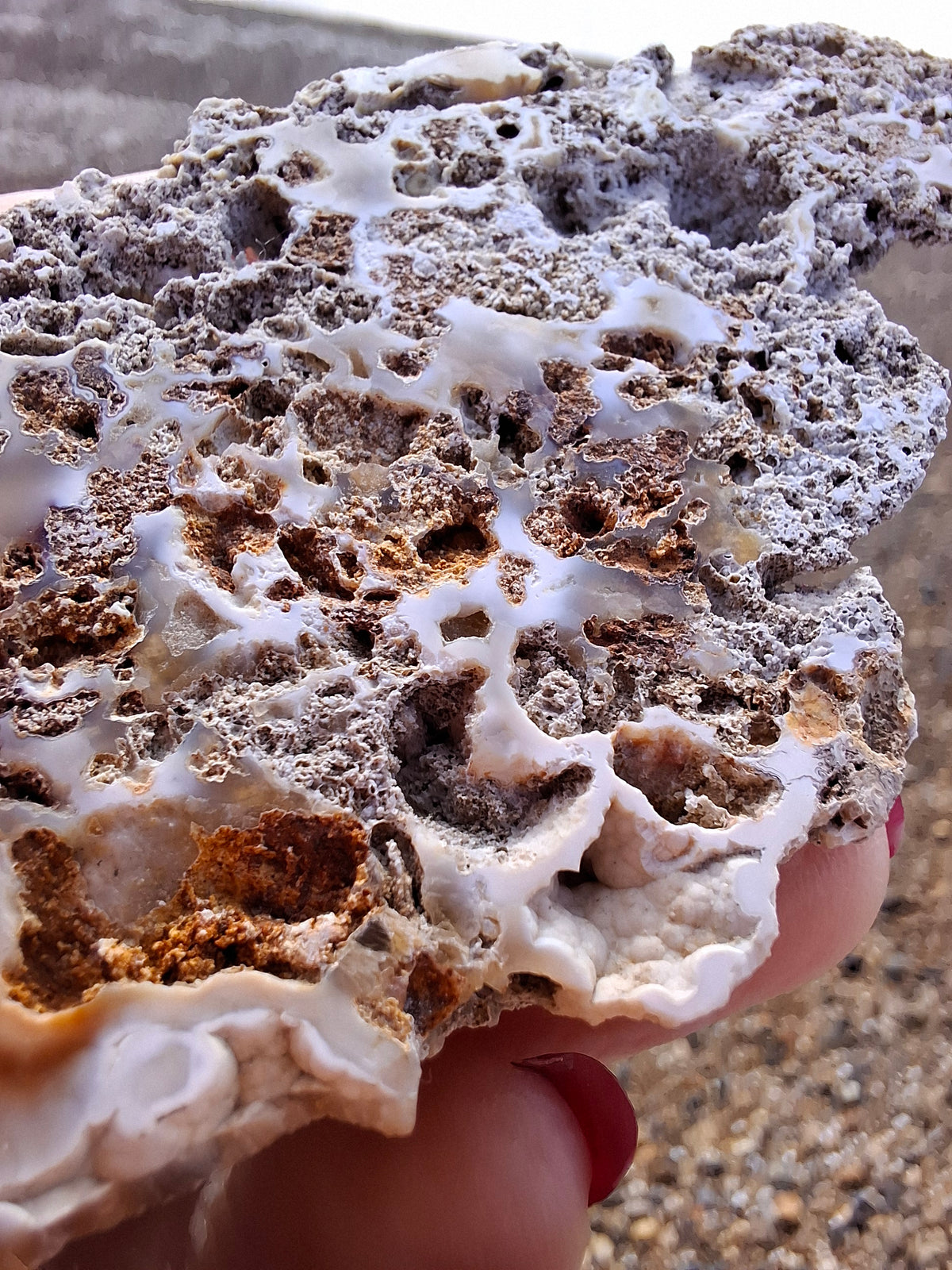 Fossilised Coral replaced by Chalcedony/Agate, Fossil (Ref: FCA2)