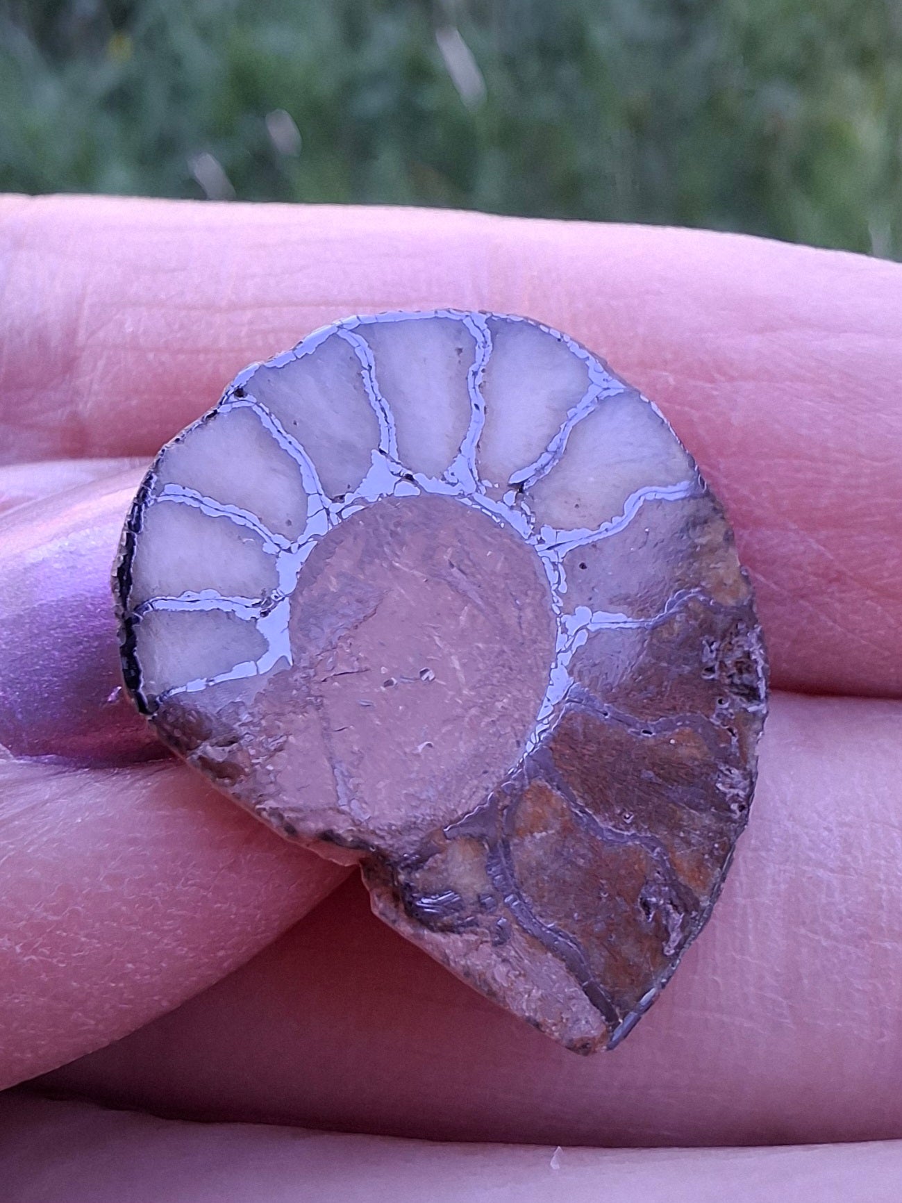 Small Haematite Ammonite HALF, 1.66g, Fossil (Ref: MA2)