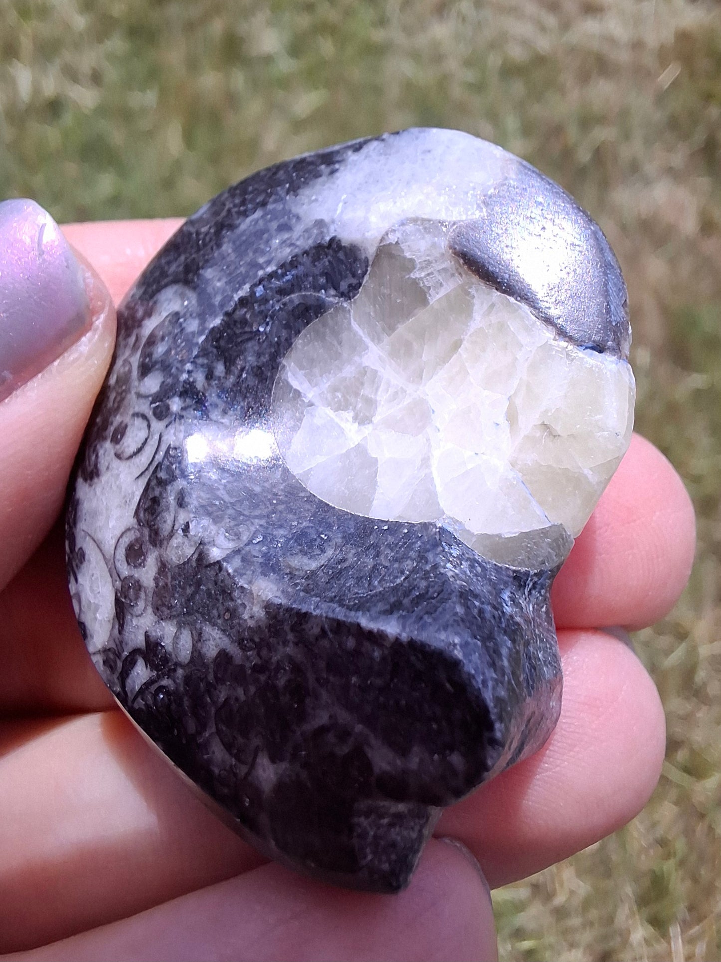 Goniatite, Fossil (Ref: GA7)