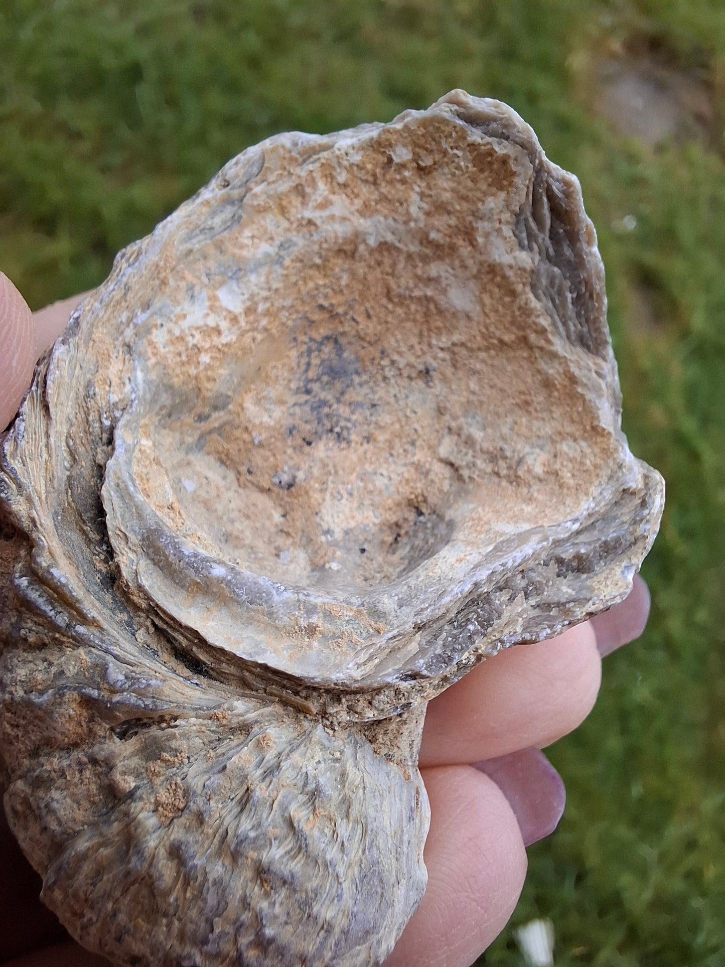 Gryphaea (Devil's Toenail), 57.53g, Fossil (Ref: G2)