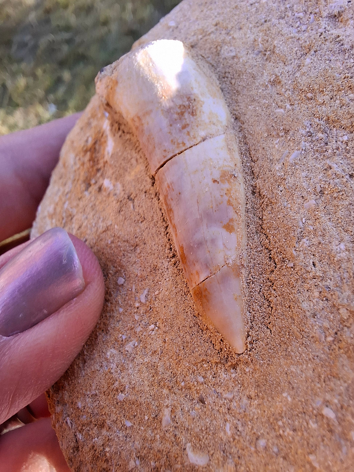 Enchodus Sabre Tooth, Fossil (Ref: ES5)