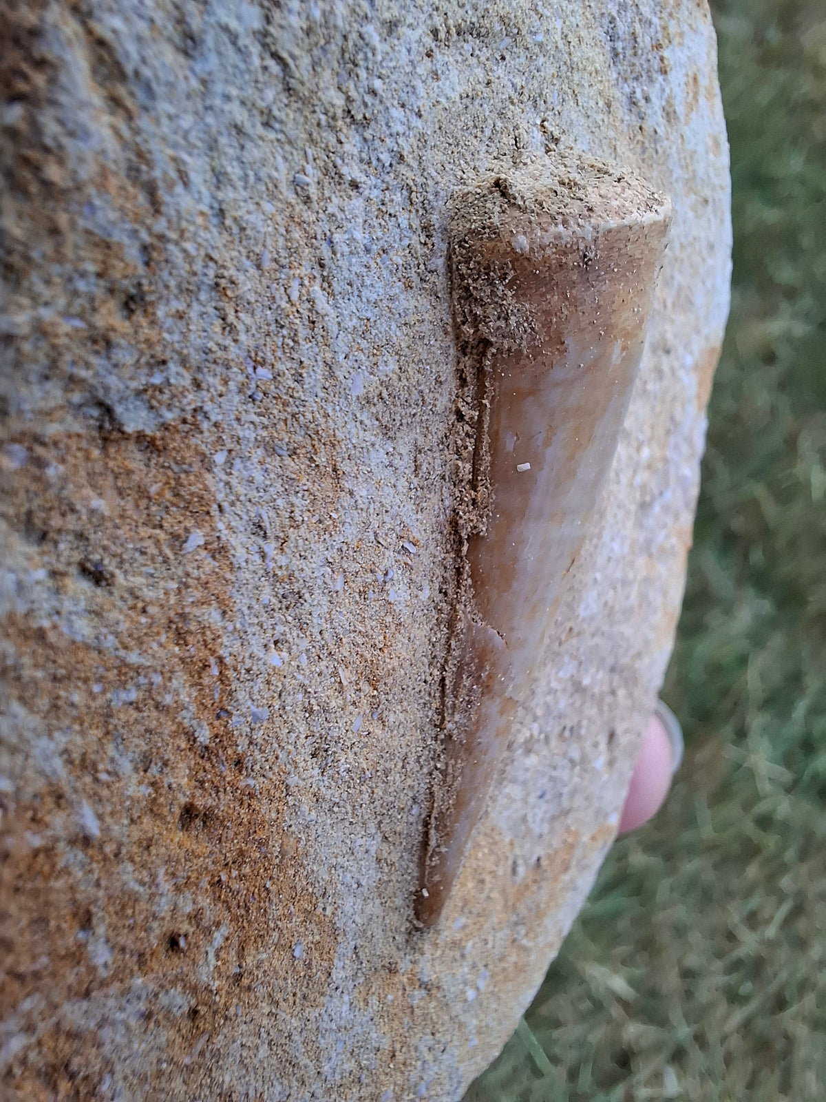 Enchodus Sabre Tooth, Fossil (Ref: ES1)