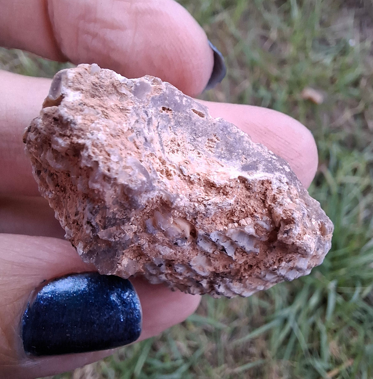 Chalcedony Oyster, Fossil (Ref: FO8)