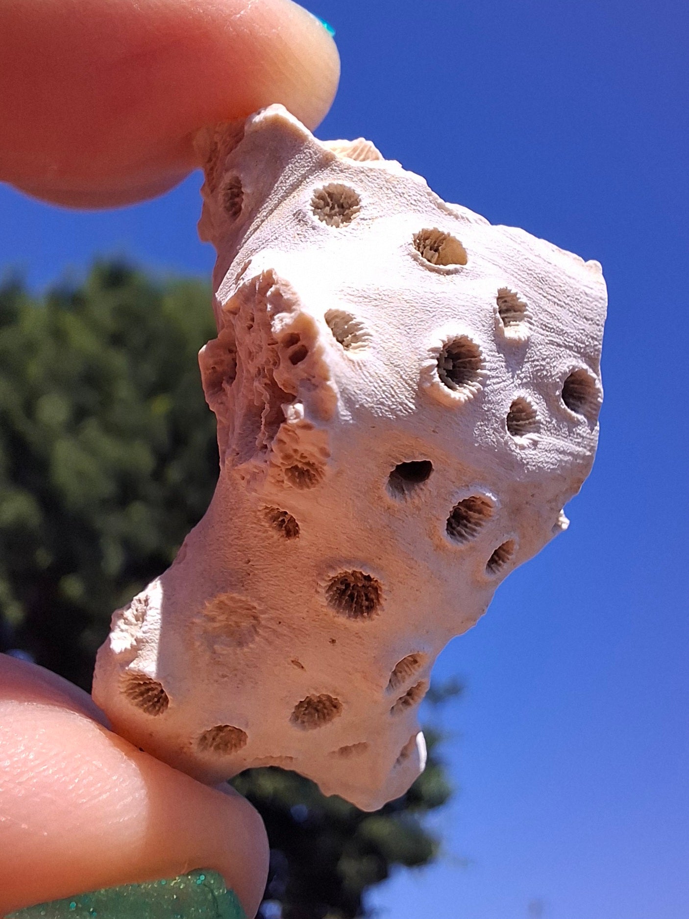 Fossil Coral, (Ref: FC4)