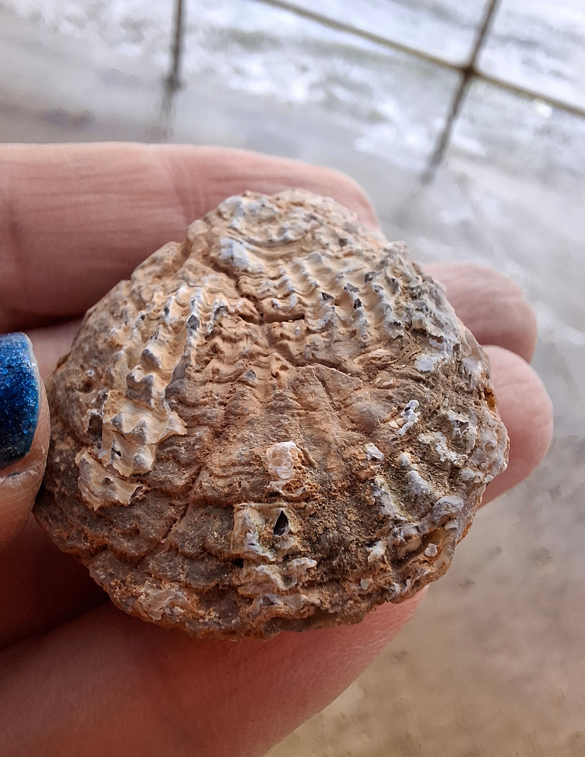 Chalcedony Oyster, Fossil (Ref: FO8)