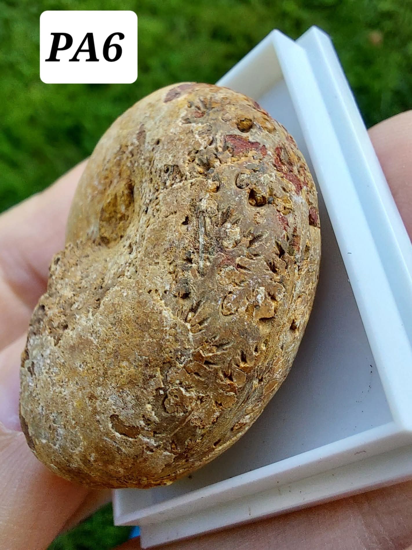 Phylloceras Ammonite, Fossil (Ref: PA6)