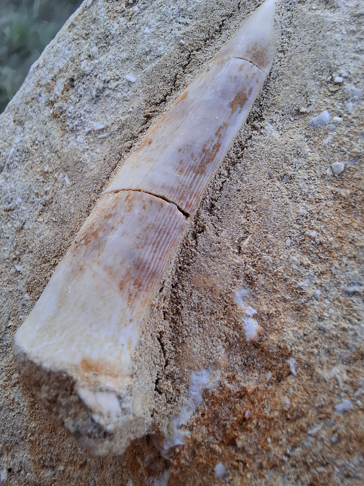 Enchodus Sabre Tooth, Fossil (Ref: ES5)