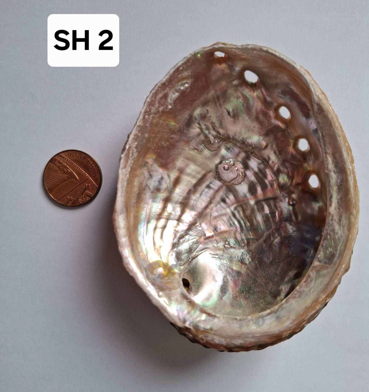 Abalone Shell, (Ref: SH2)