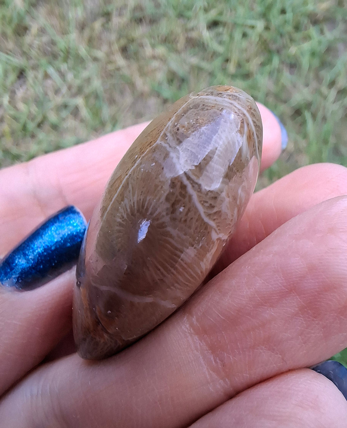 Fossil Coral Heart, (Ref: CoH2)