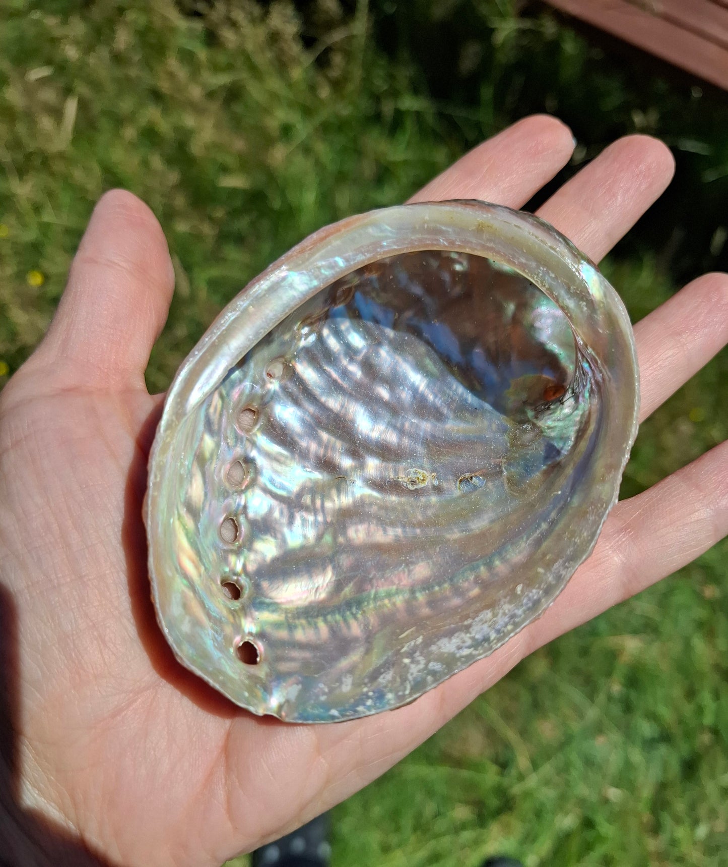 Abalone Shell, (Ref: SH3)