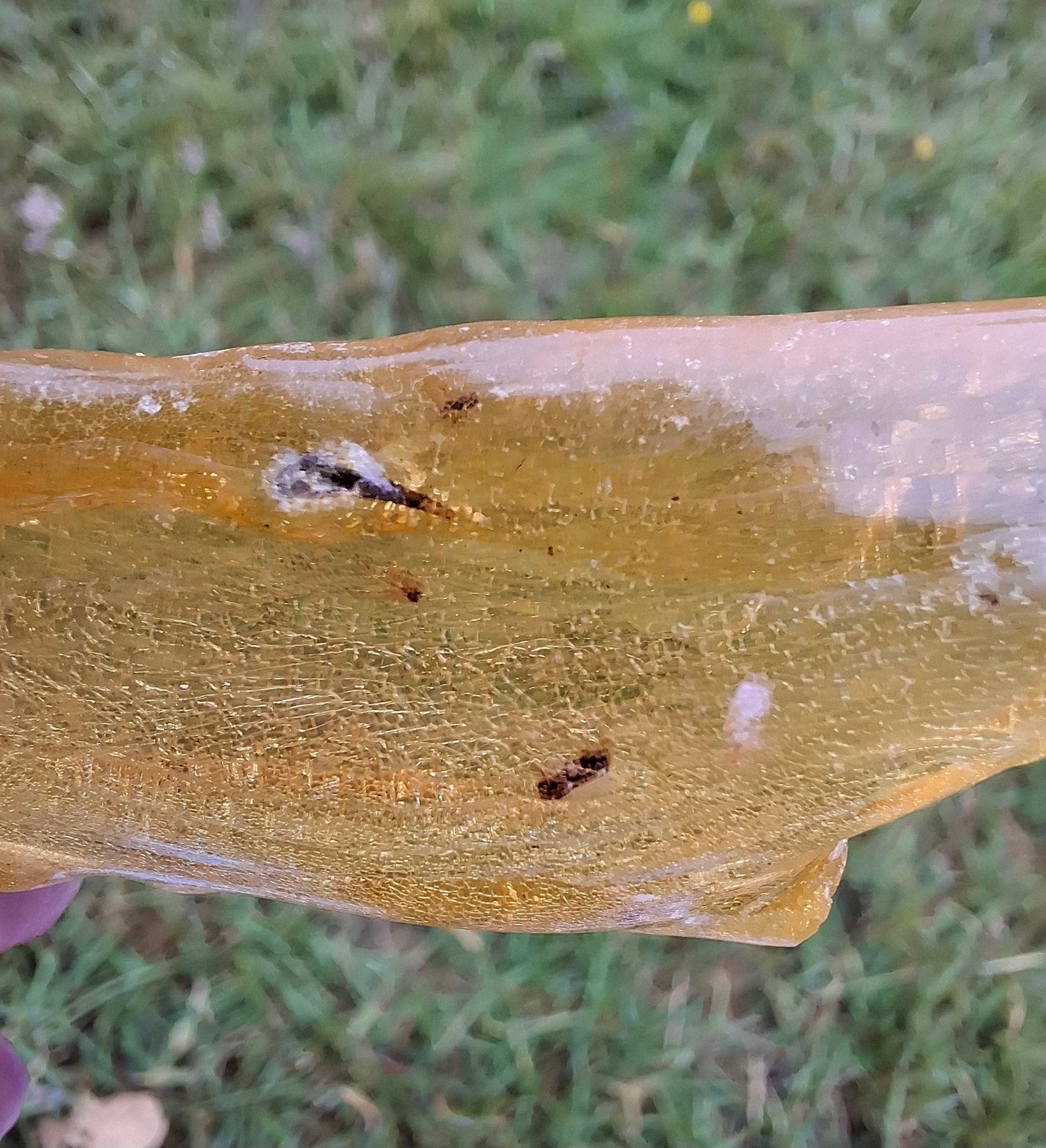 Copal Young Amber with INSECTS inside, 10.79g, Fossil (Ref: CA14)