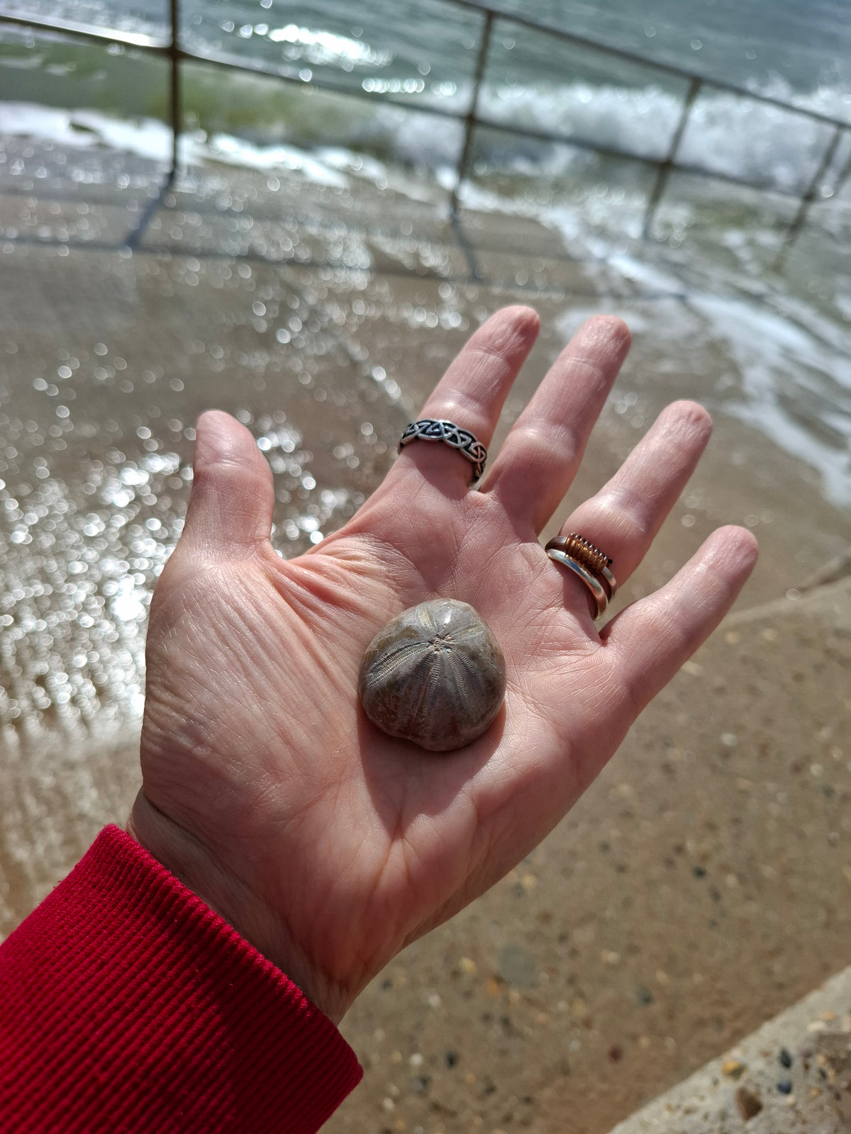 Polished Sea Urchin, Fossil (Ref: SU1)