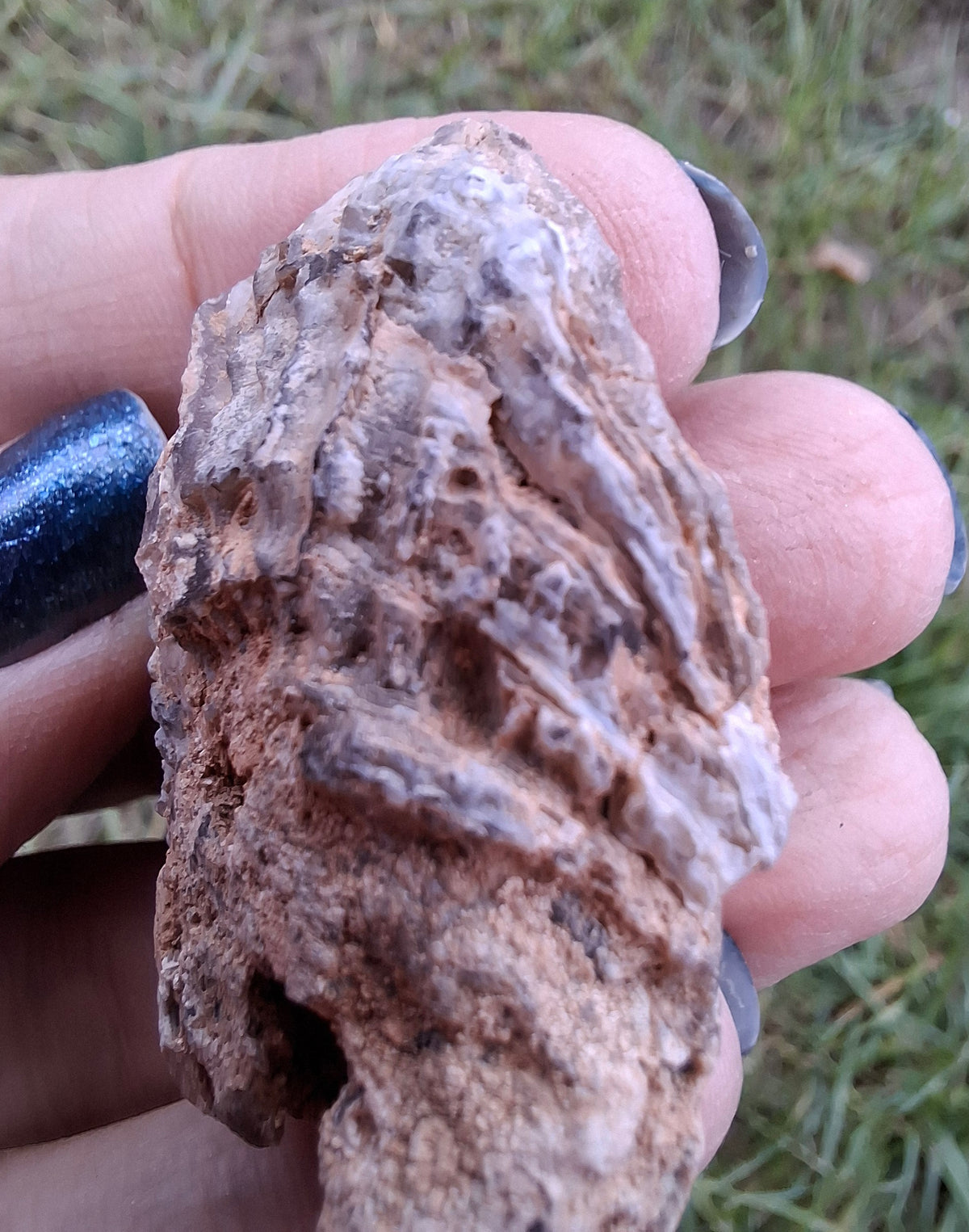 Chalcedony Oyster, Fossil (Ref: FO6)