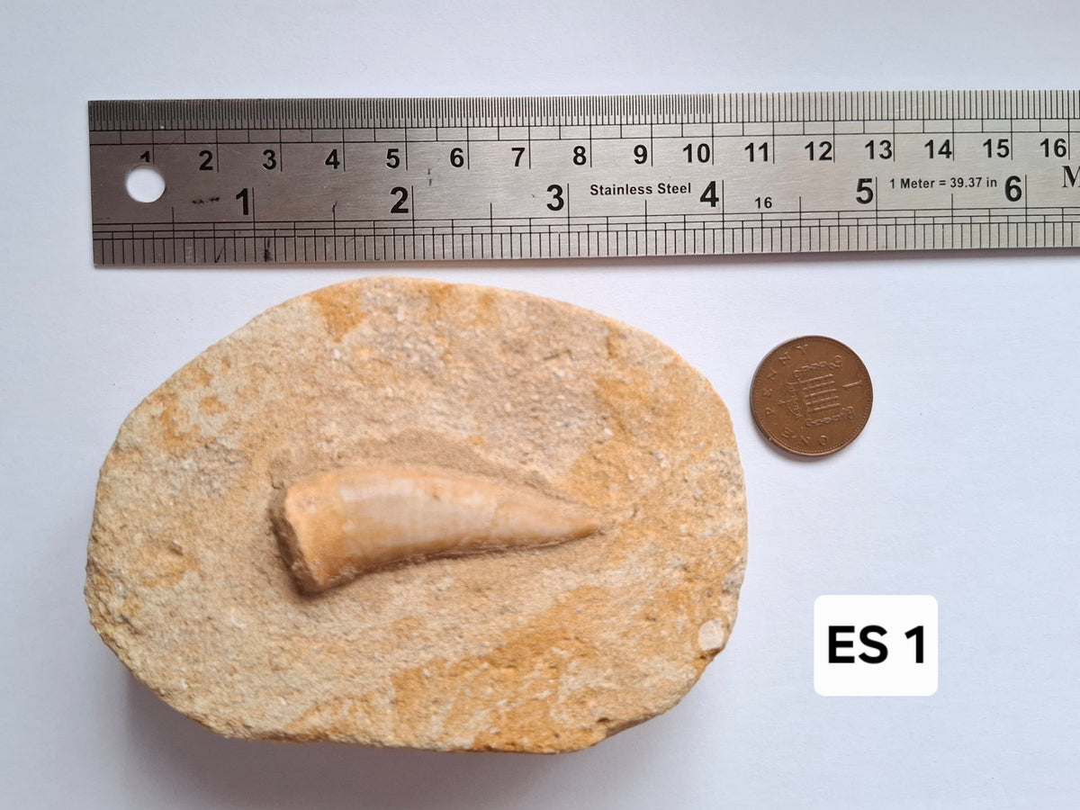 Enchodus Sabre Tooth, Fossil (Ref: ES1)