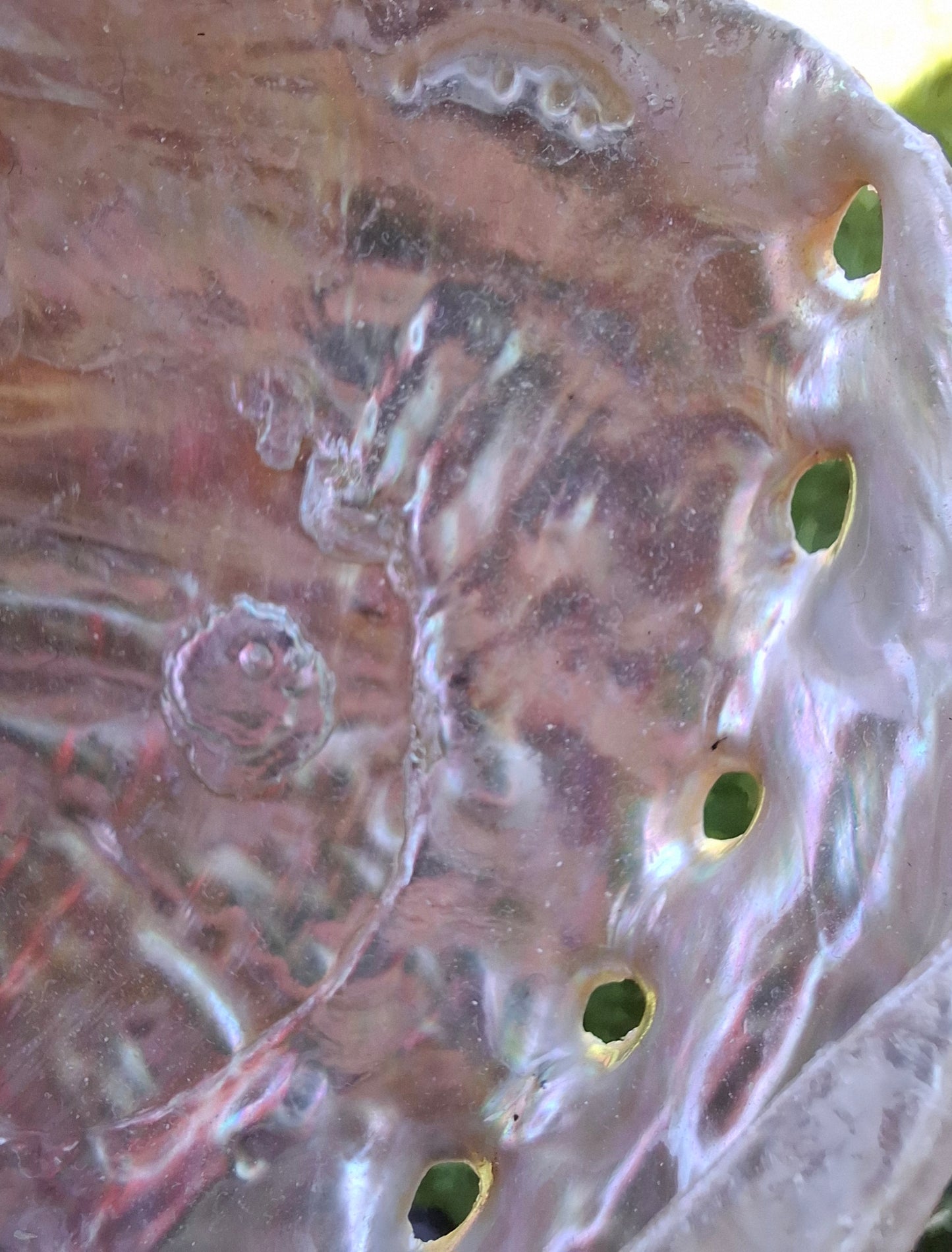 Abalone Shell, (Ref: SH2)