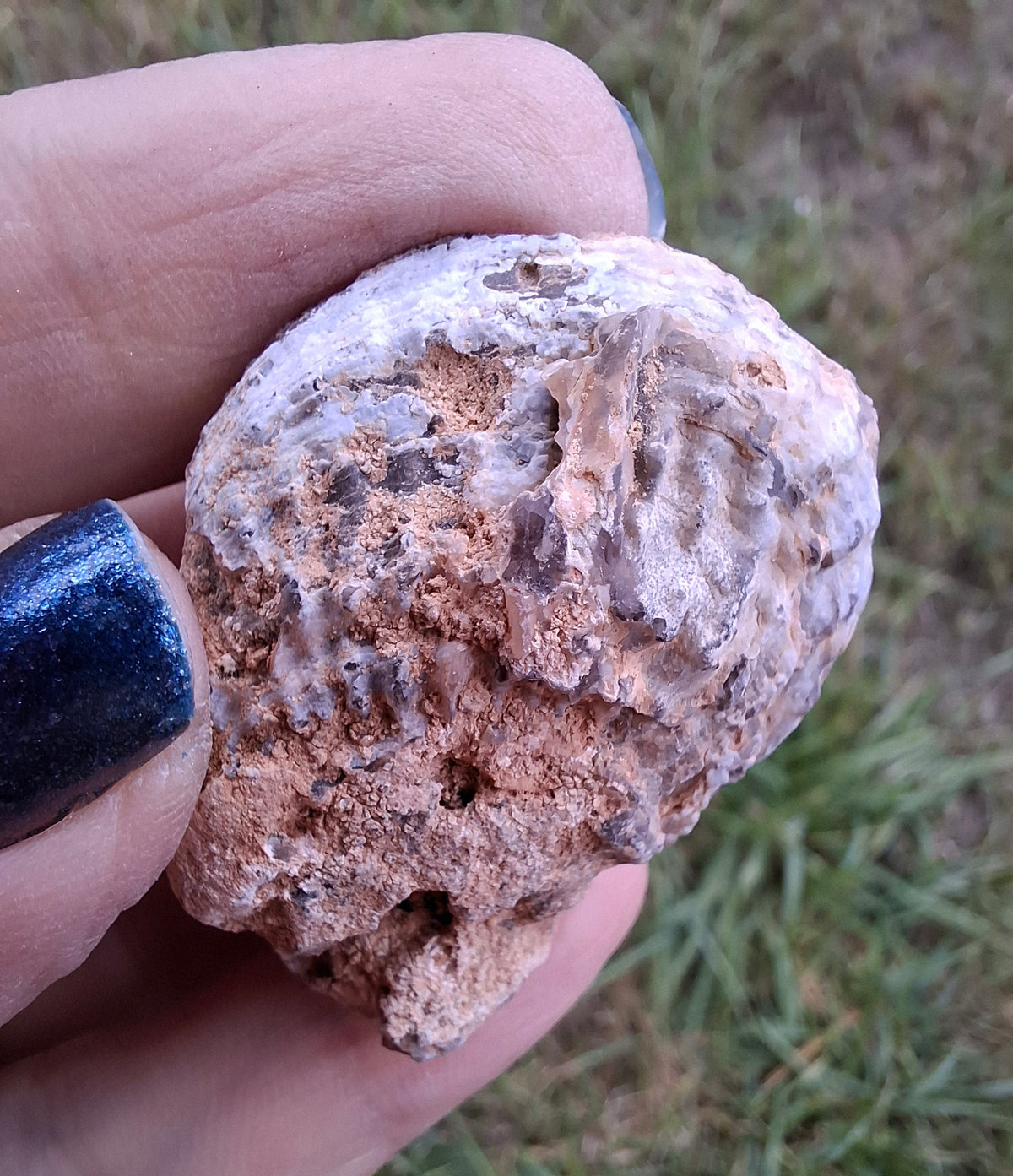 Chalcedony Oyster, Fossil (Ref: FO6)