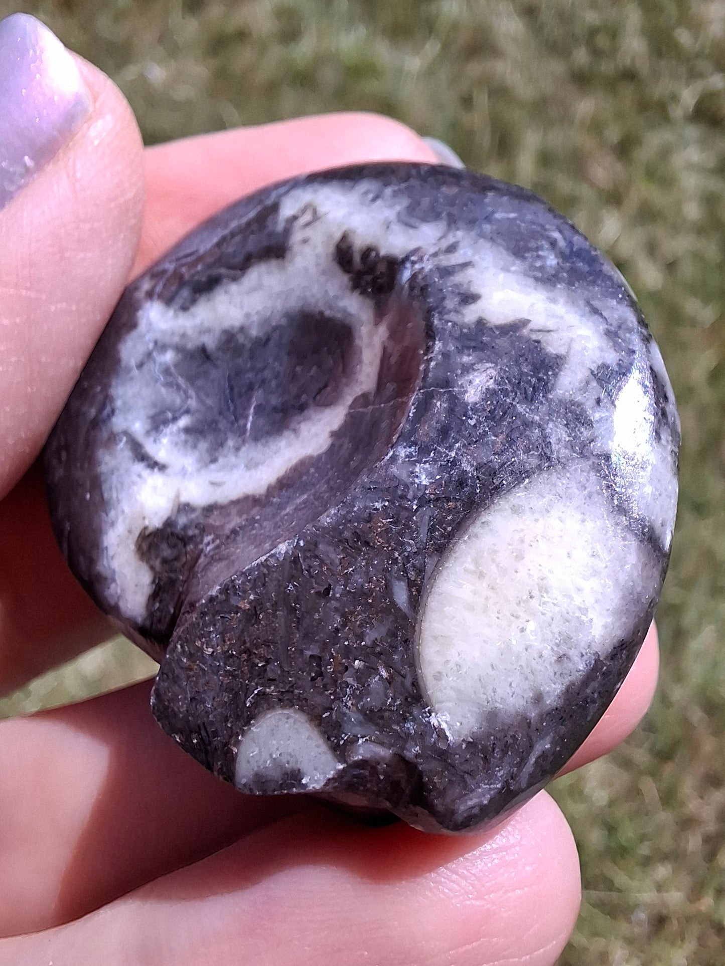Goniatite, Fossil (Ref: GA6)