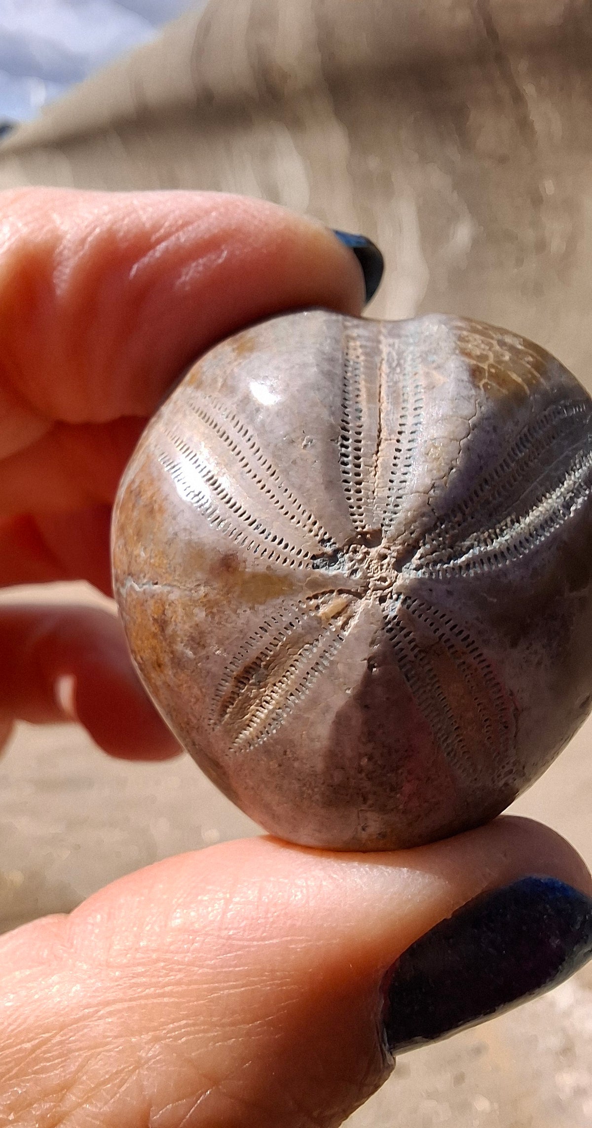 Polished Sea Urchin, Fossil (Ref: SU1)
