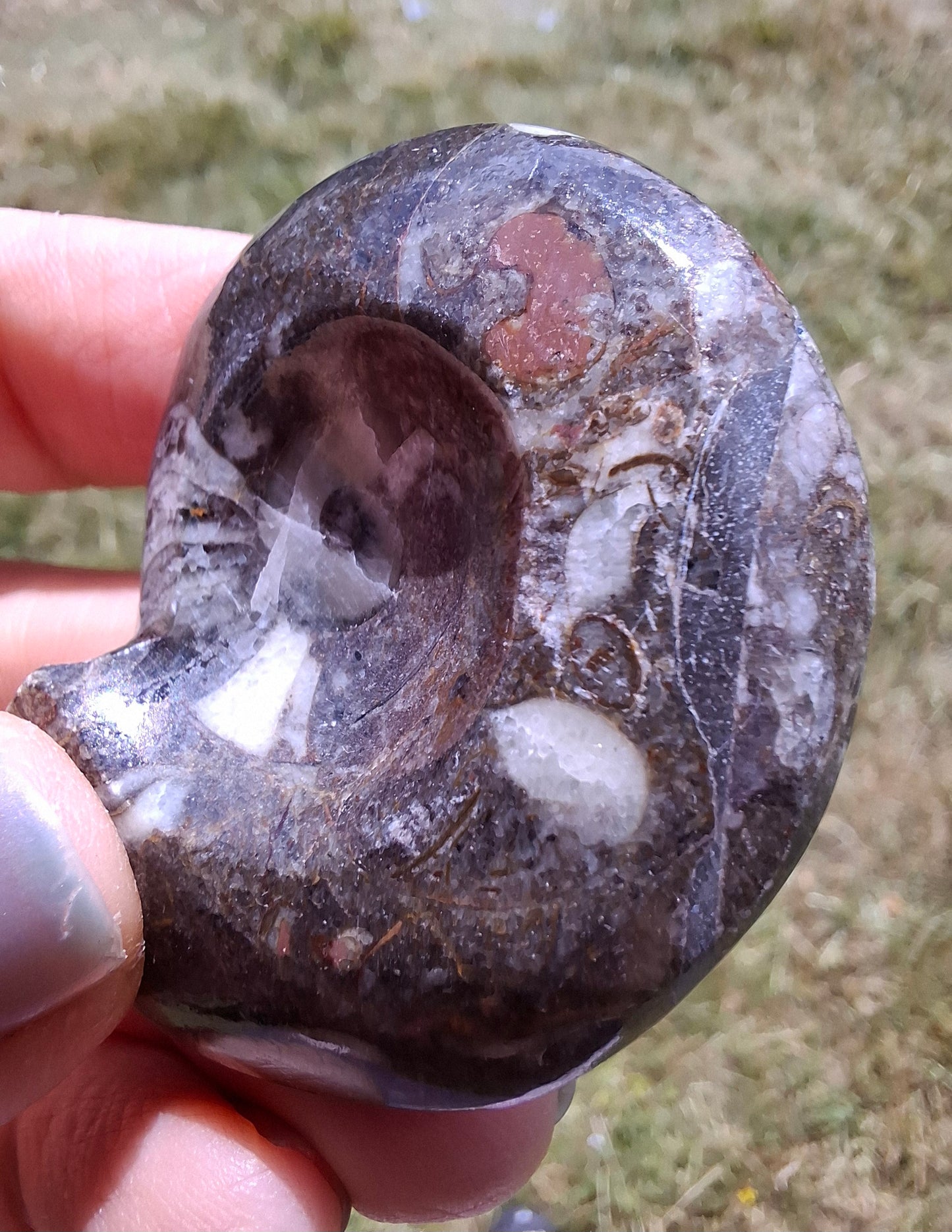 Goniatite, Fossil (Ref: GA1)