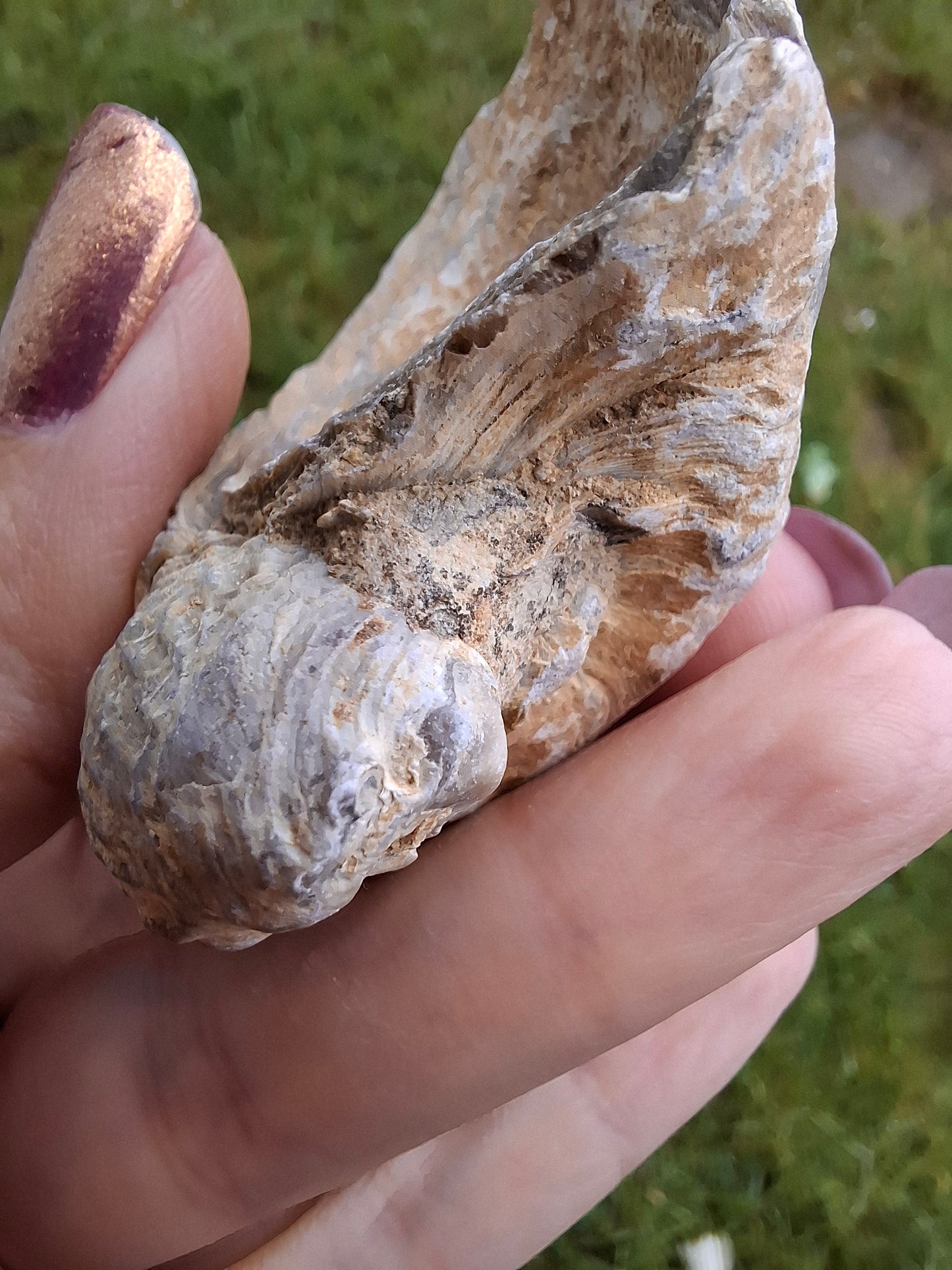 Gryphaea (Devil's Toenail), 57.53g, Fossil (Ref: G2)