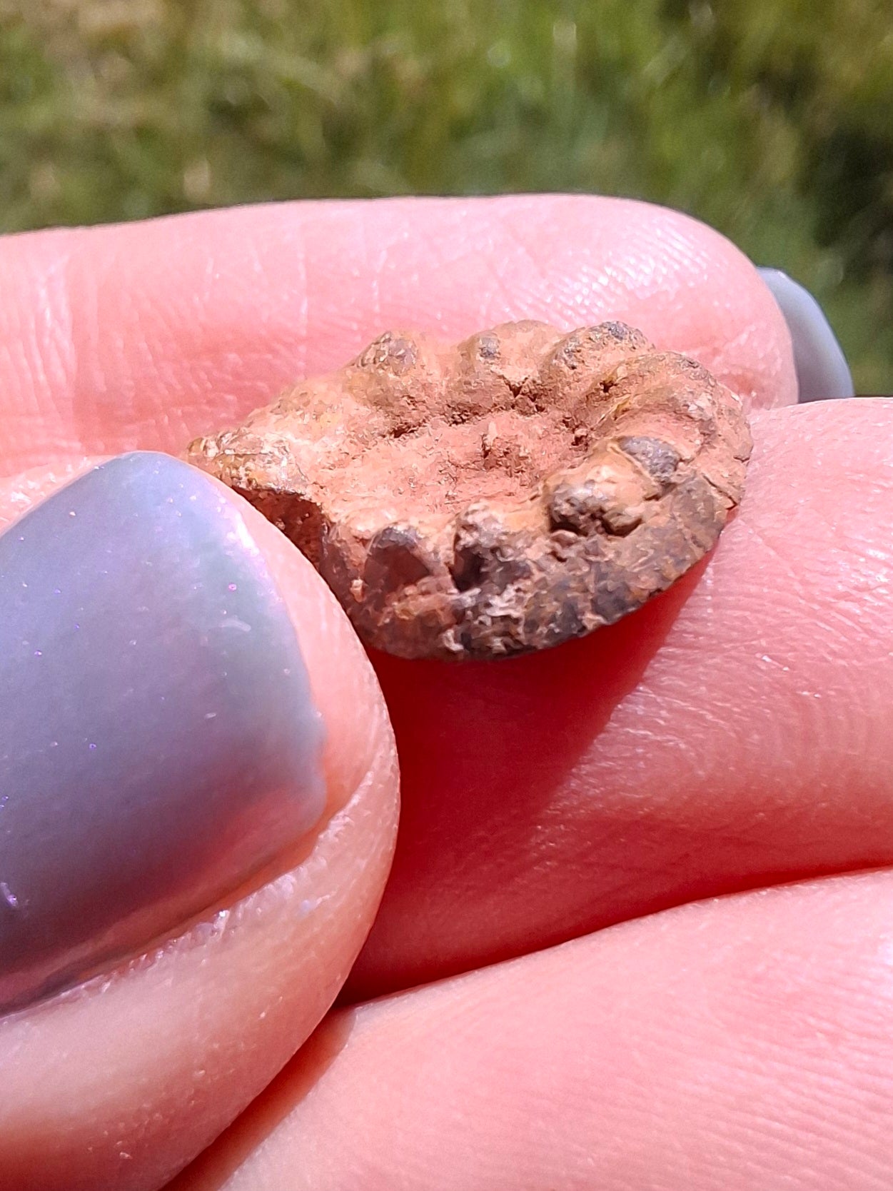 Small Haematite Ammonite HALF, 1.41g, Fossil (Ref: MA6)