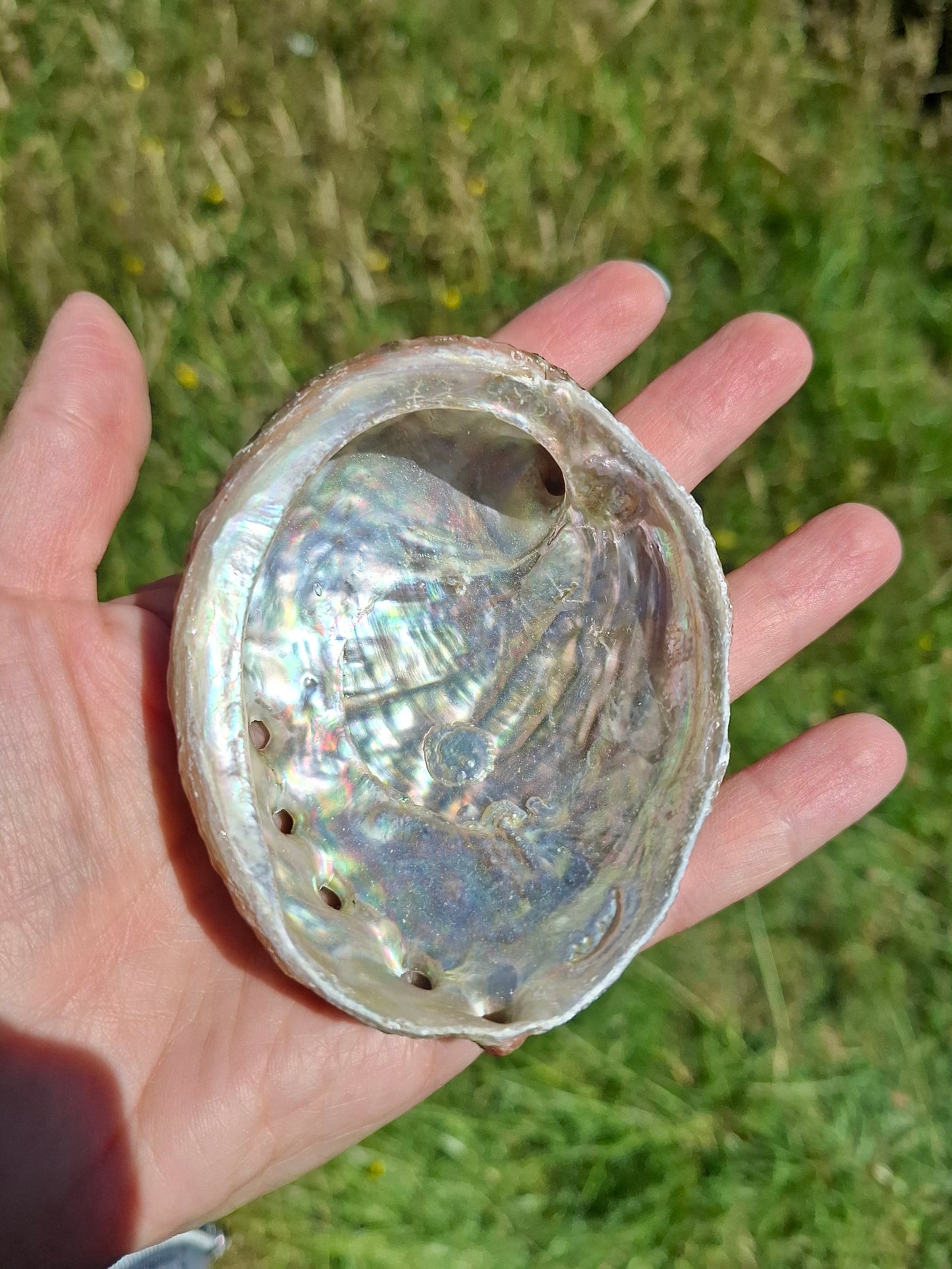 Abalone Shell, (Ref: SH2)