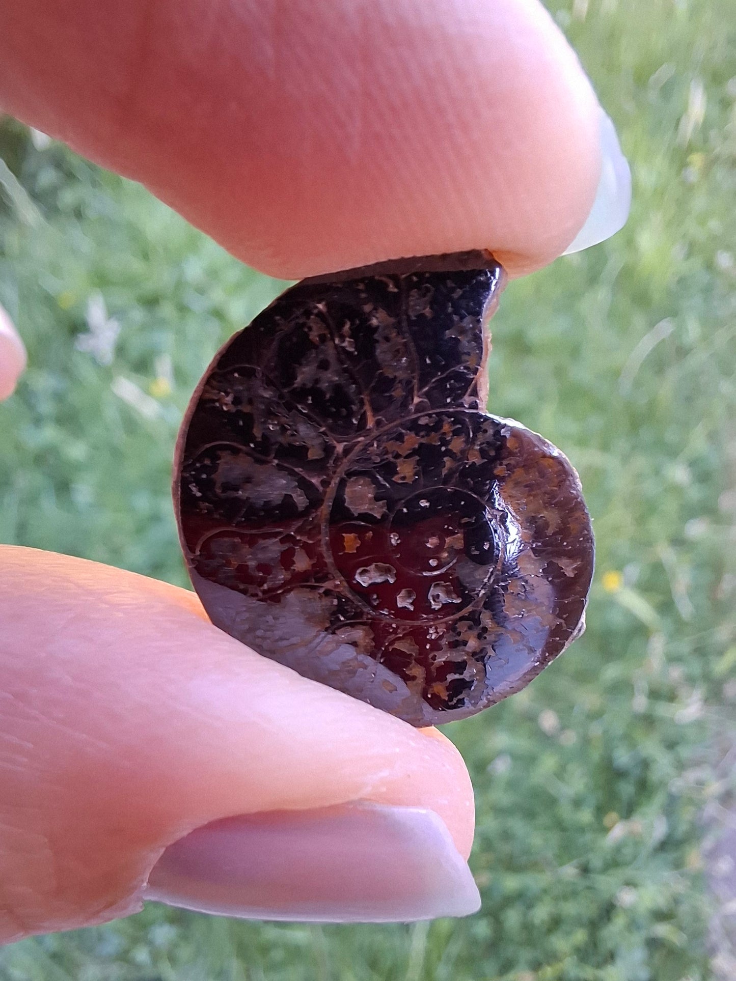 Small Haematite Ammonite HALF, 2.19g, Fossil (Ref: MA3)