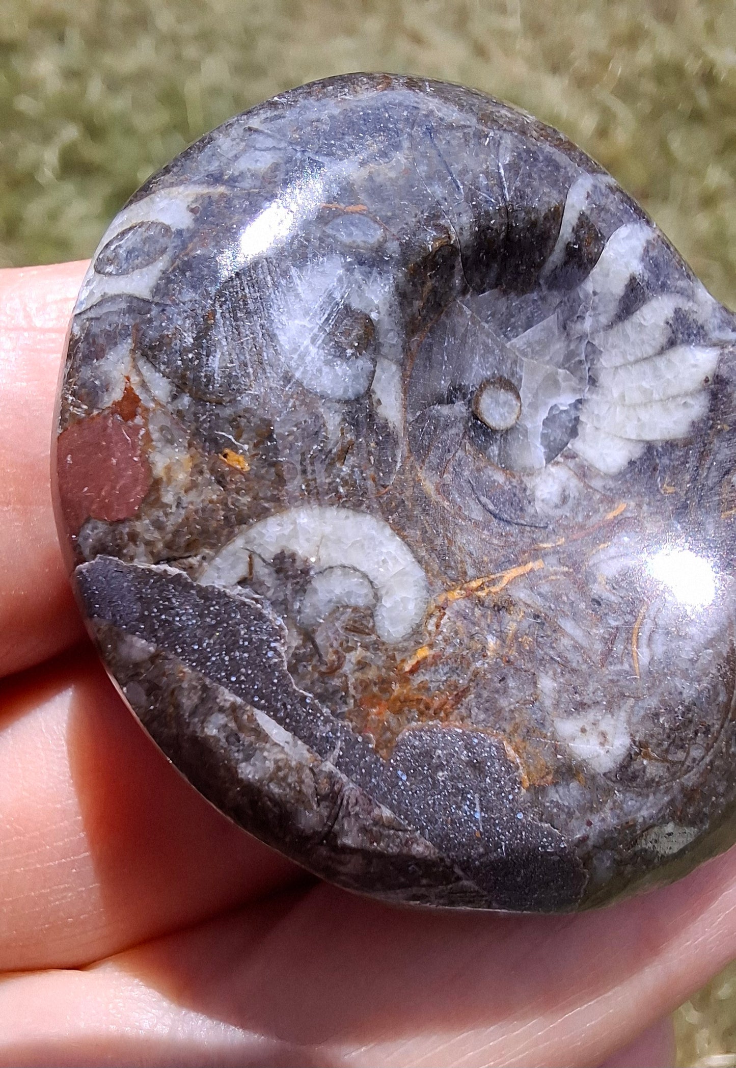 Goniatite, Fossil (Ref: GA1)